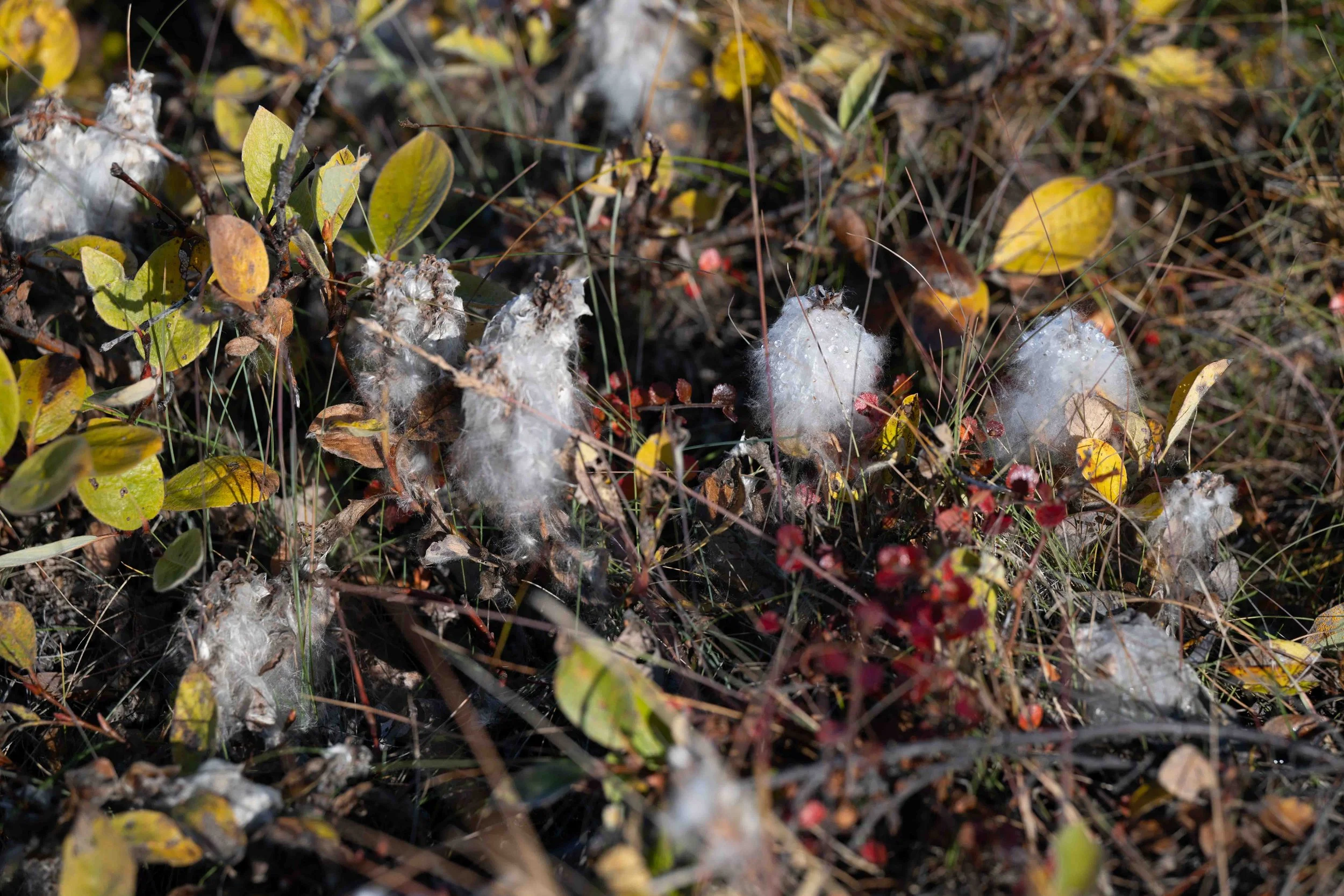 Saules arctiques au milieu de dryades