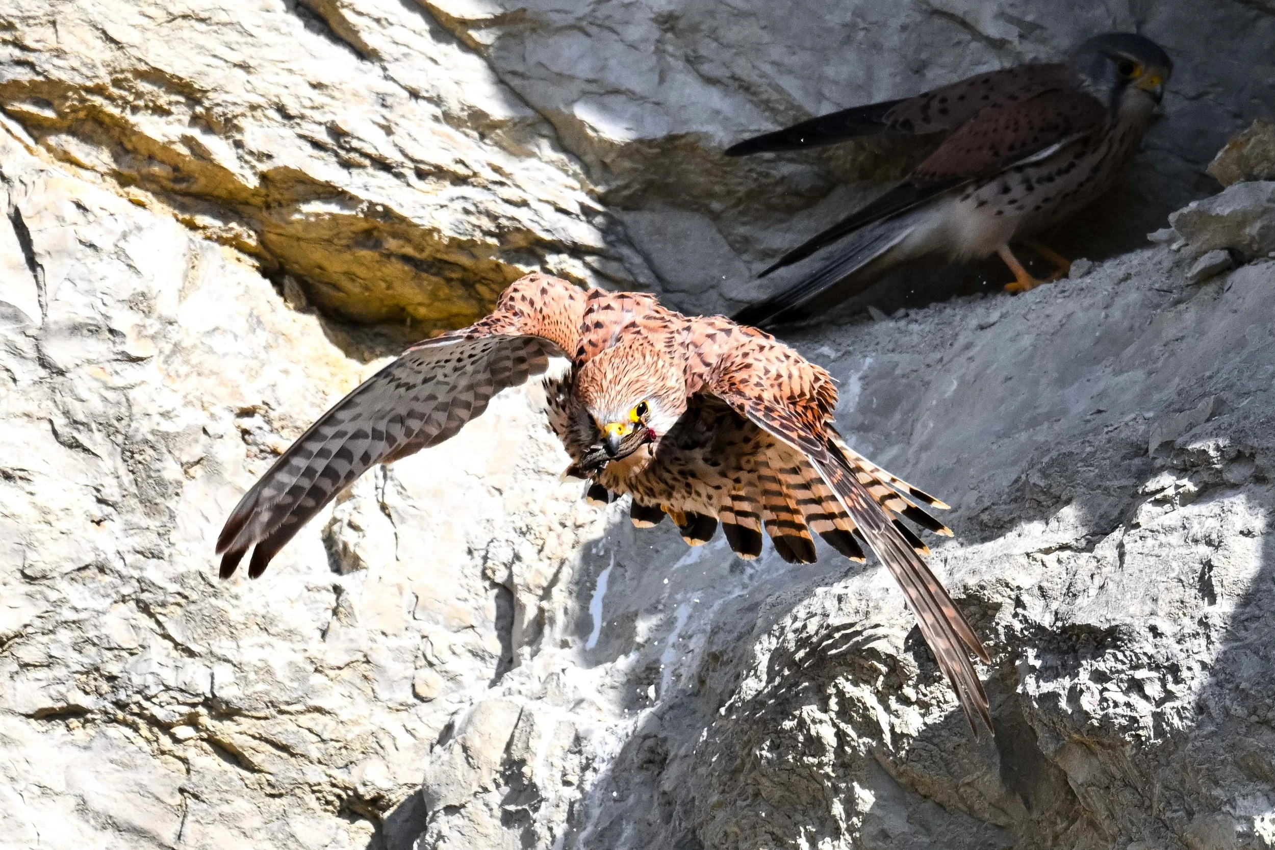 Crécerelles femelle nichant dans une falaise de gravière s'envolant avec un cadeau succulent...