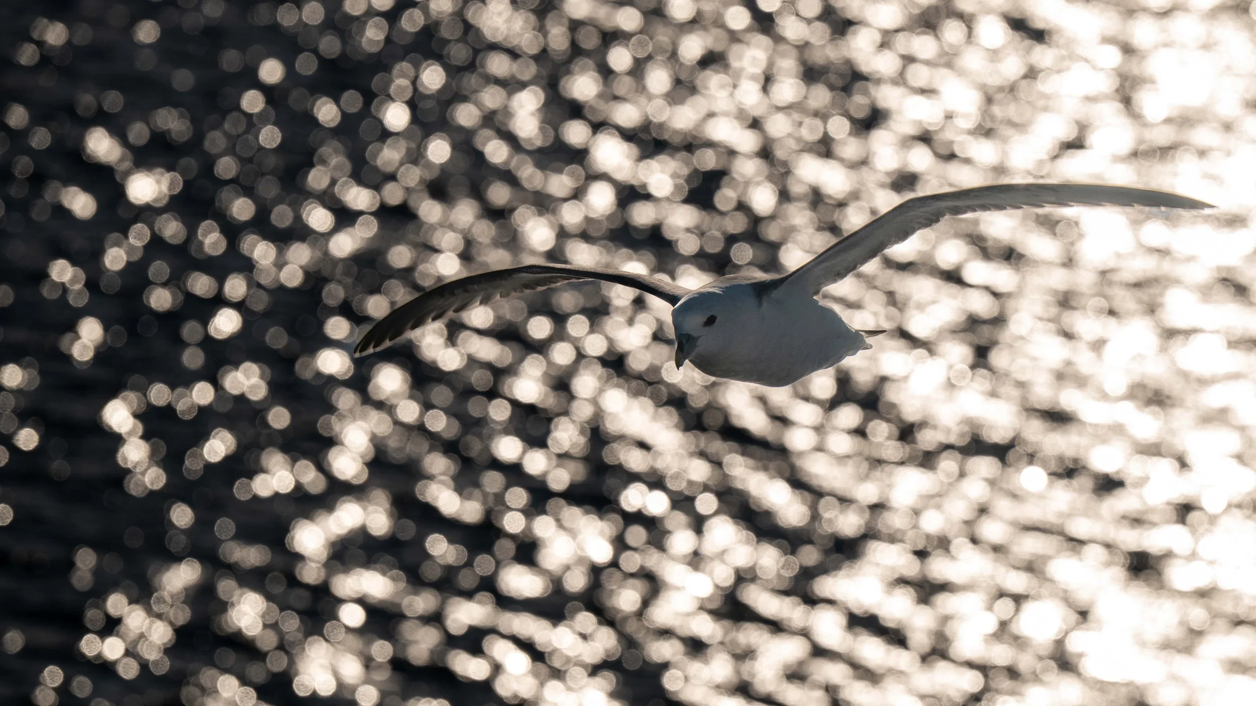 Fulmar boréal au coucher du soleil
