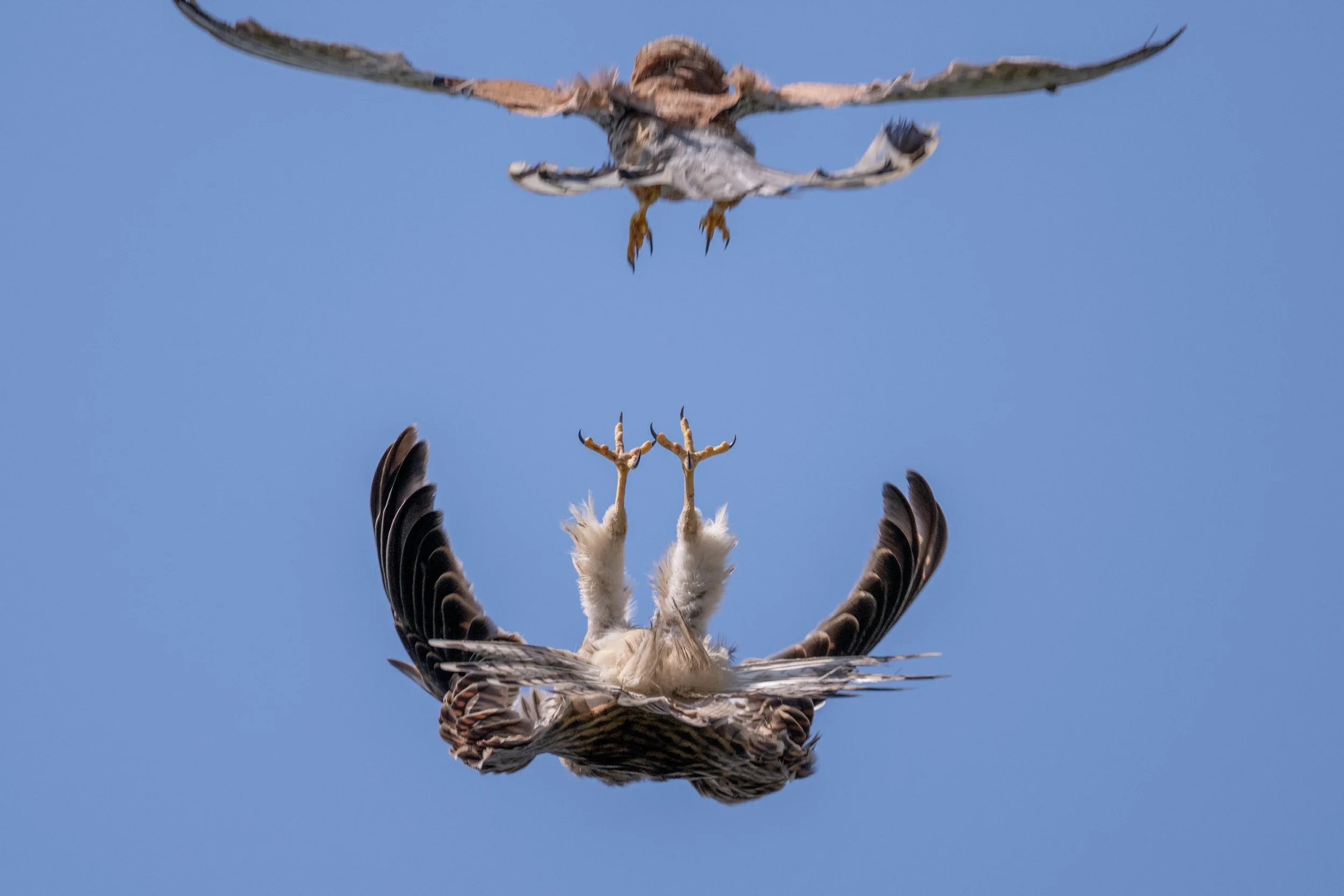 Couple de crécerelles jouant dans les airs