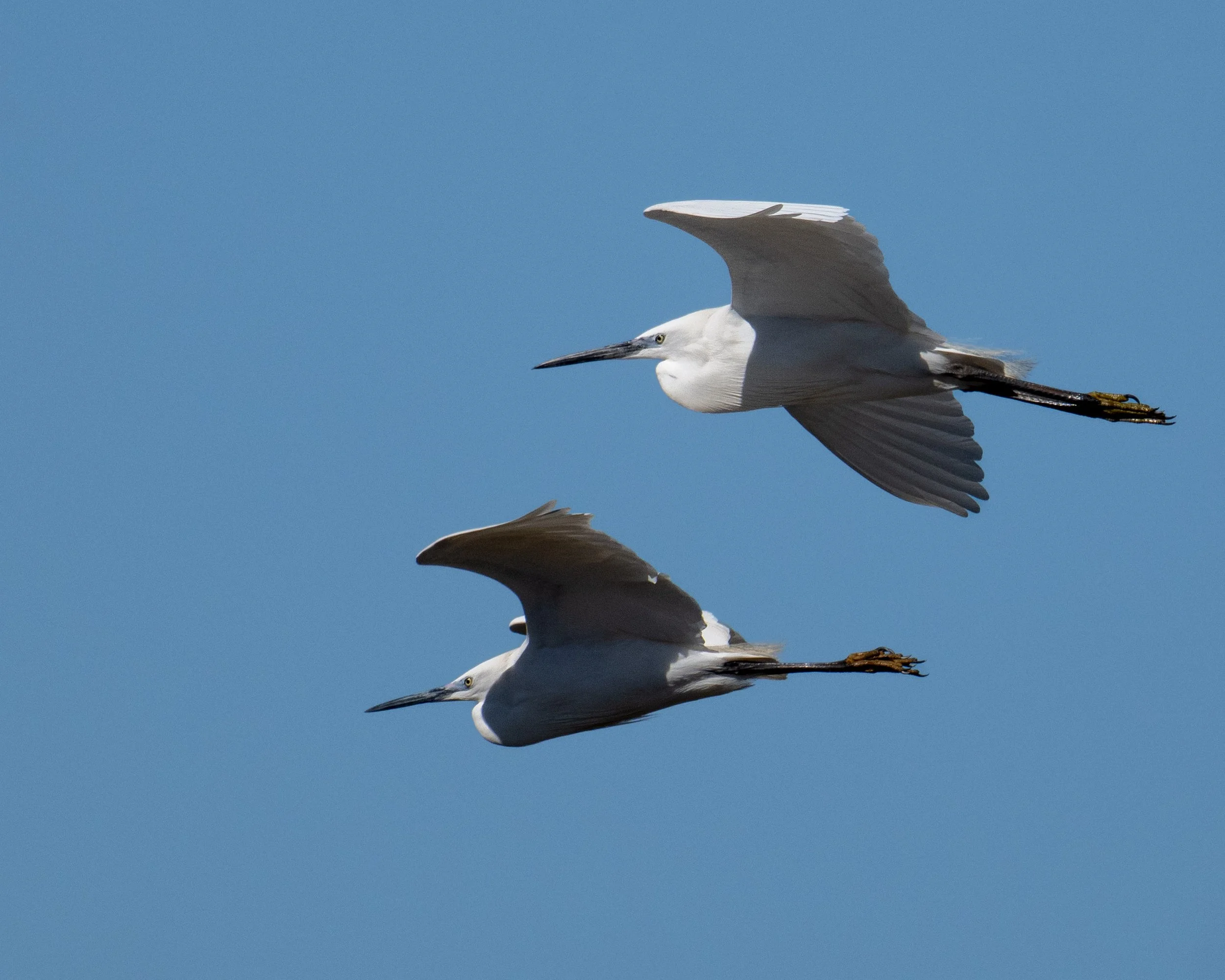Deux belles aigrettes garzettes survolant les Salins d'Hyères