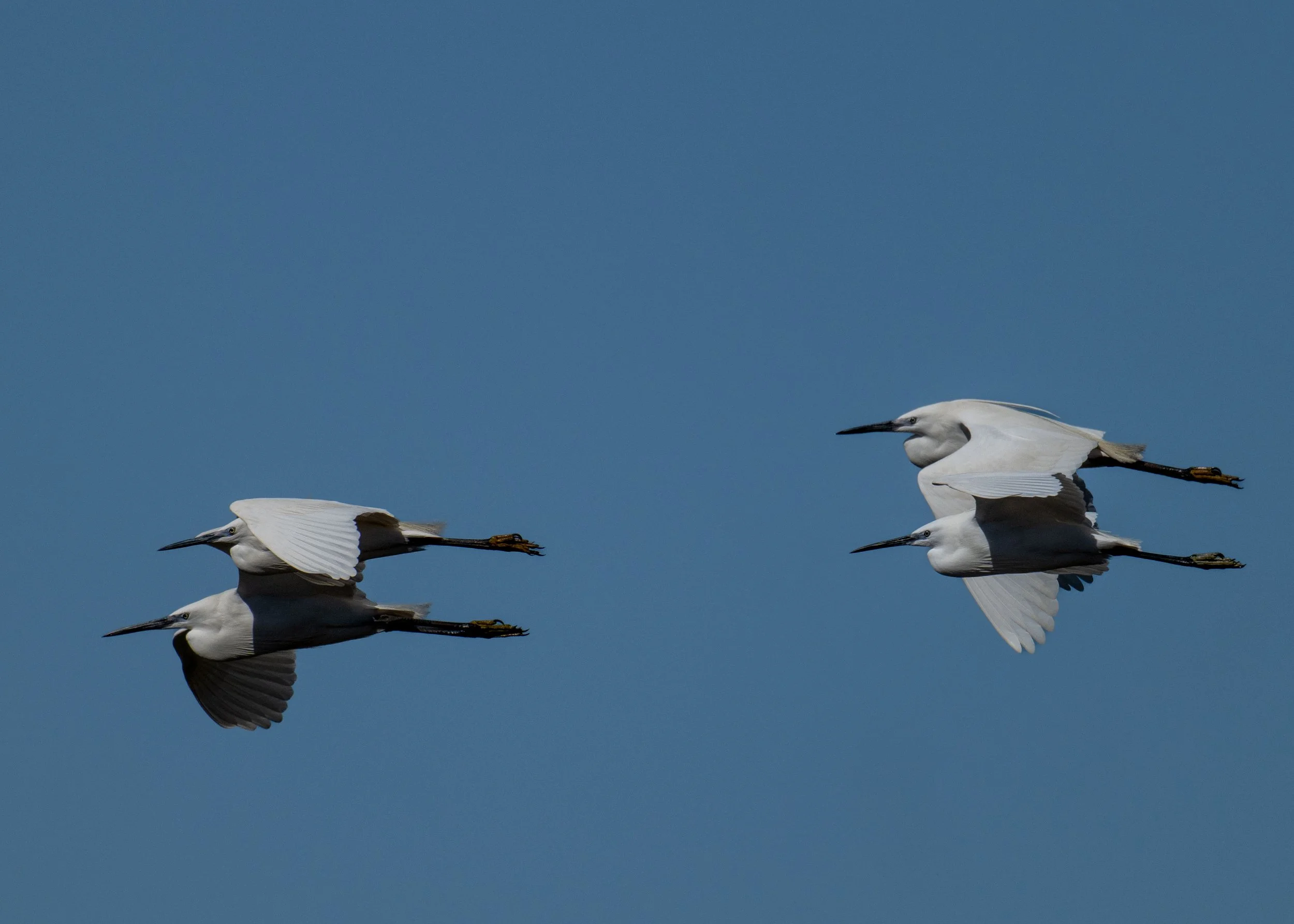 Deux... quatre aigrettes garzettes