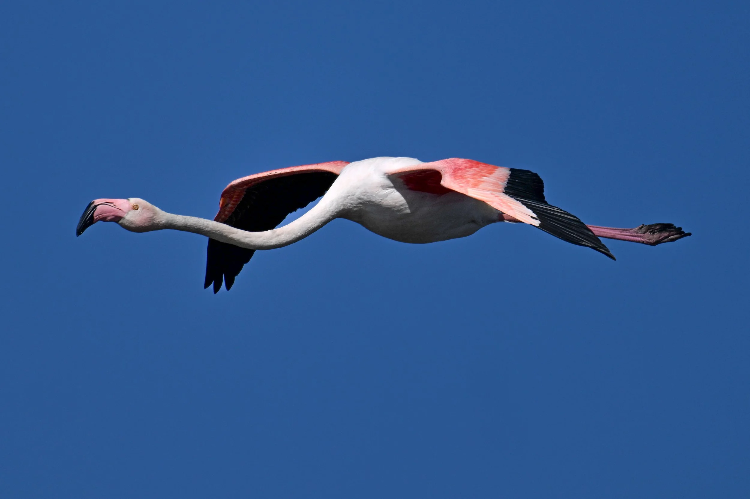 Flamand rose planant au-dessus des Salins