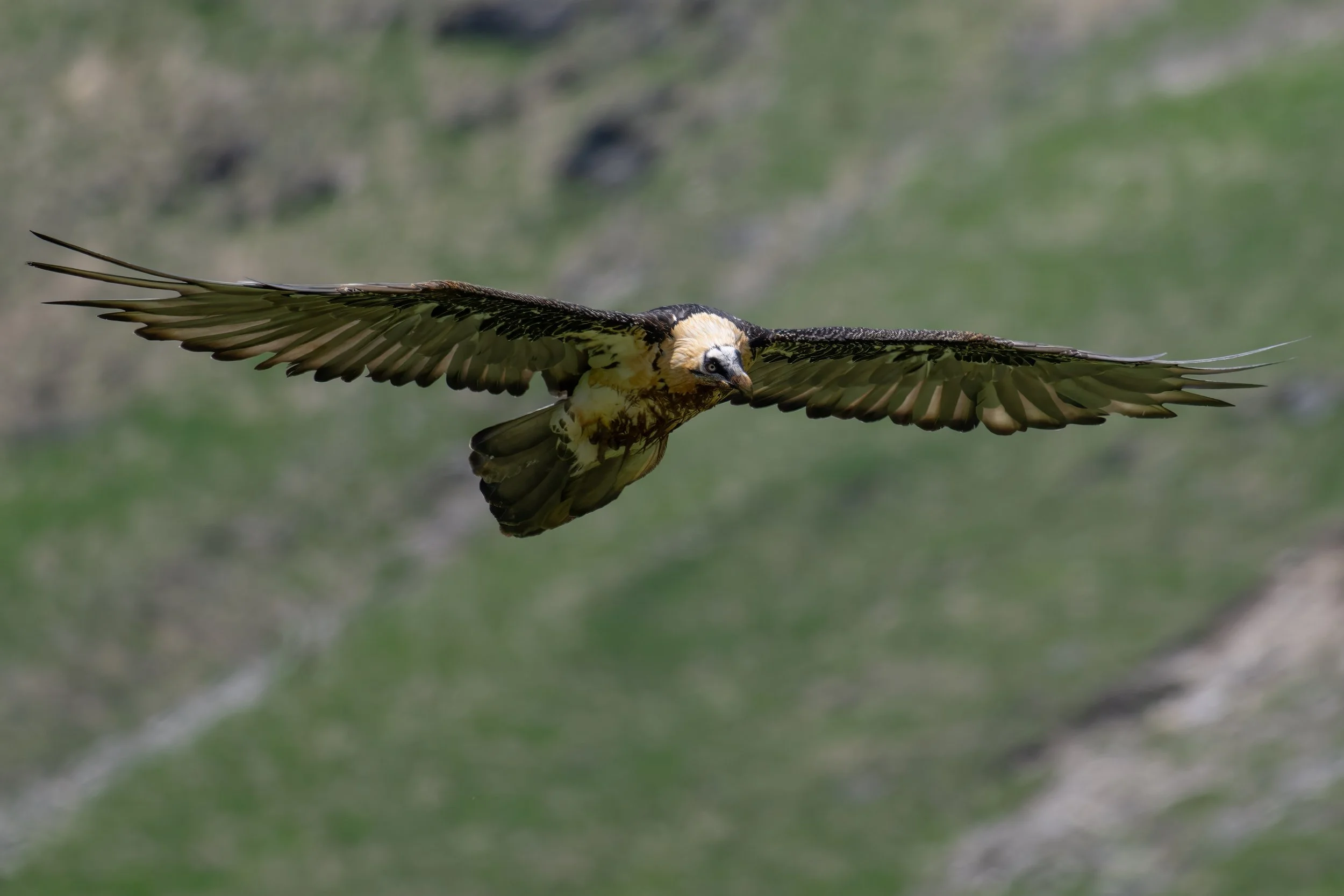 Rencontre magique avec ce majestueux planeur enfin de retour dans les Alpes suisses, le gypaète barbu