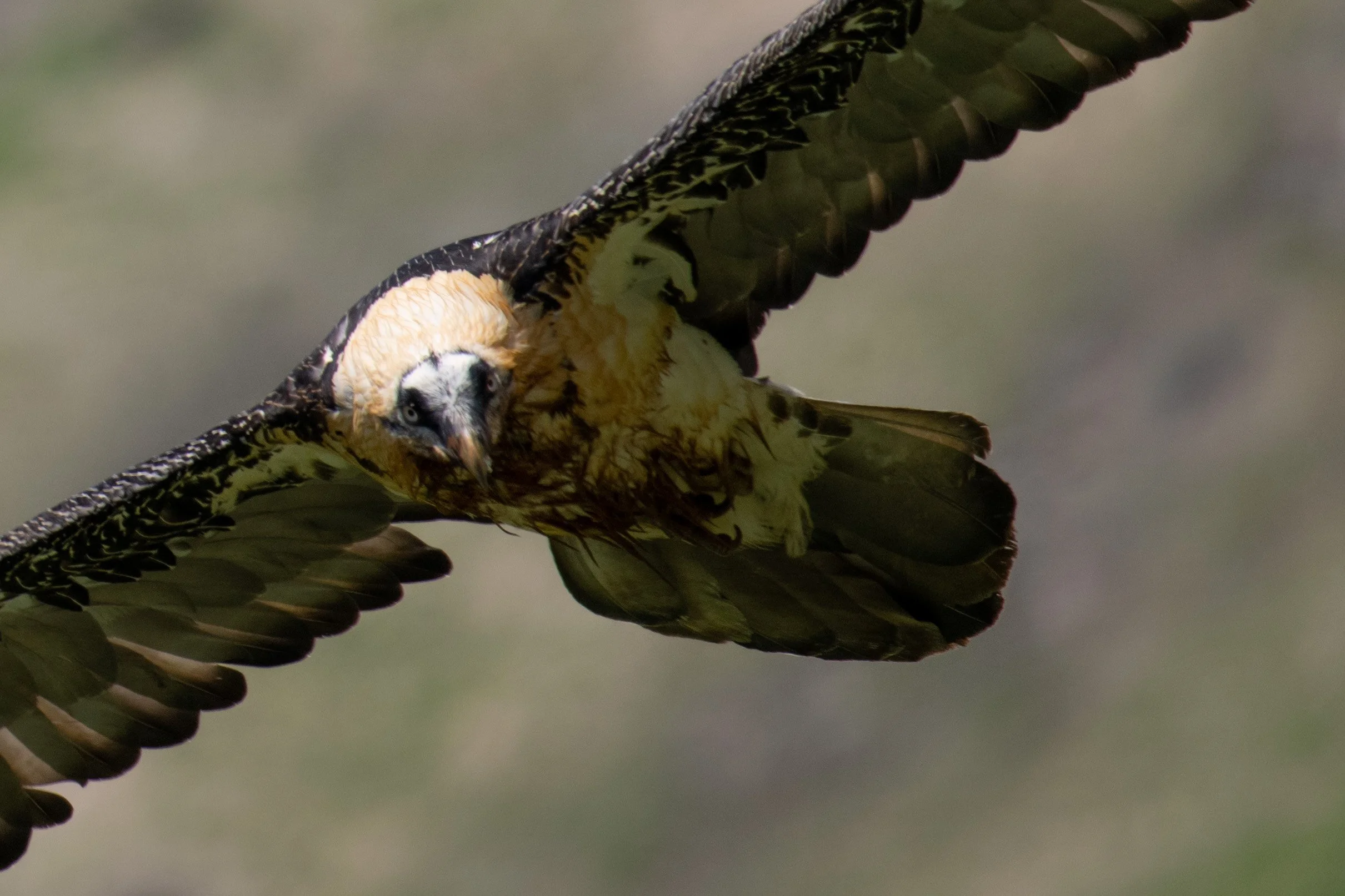 Coup d'oeil du plus grand rapace et oiseau de Suisse, le gypaète barbu