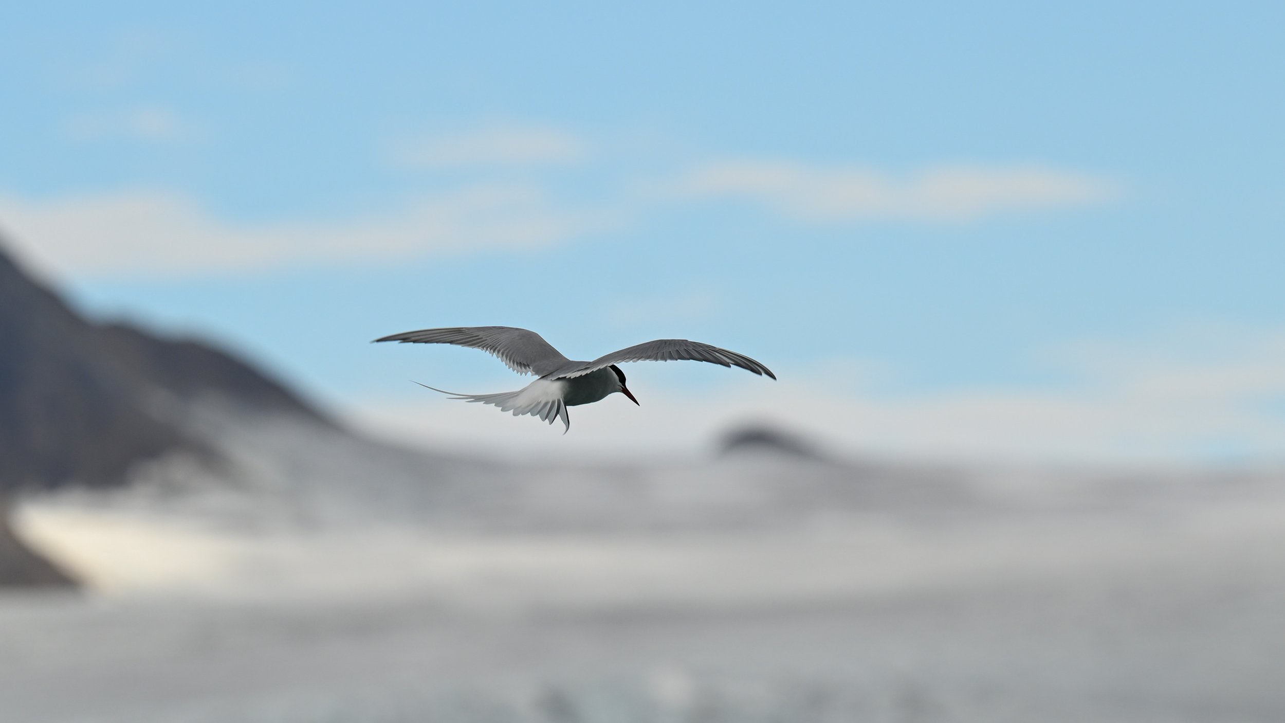 Au Spitzberg, la sterne arctique est l'oiseau roi