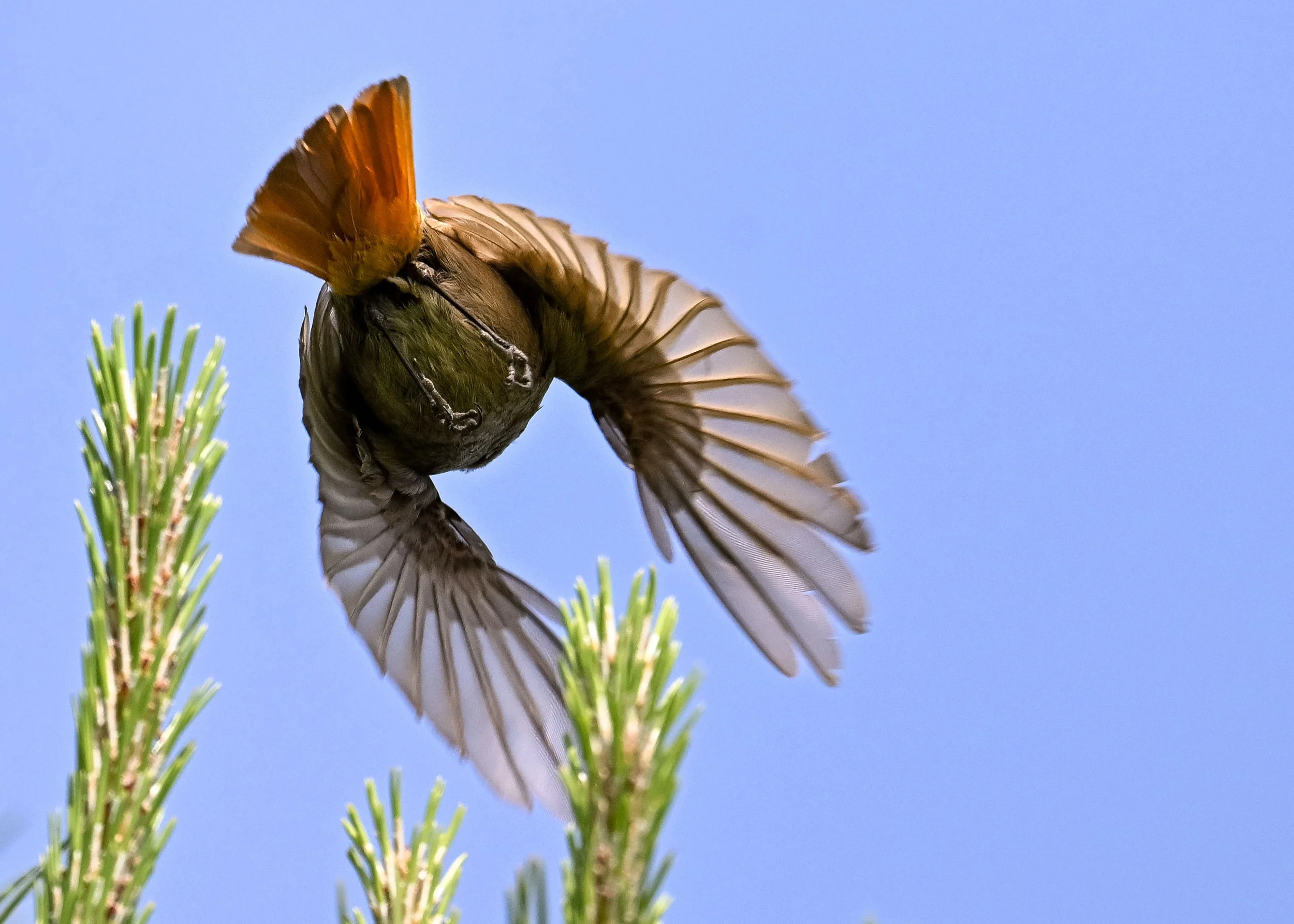 Envol d'un rouge queue noir farouche...
