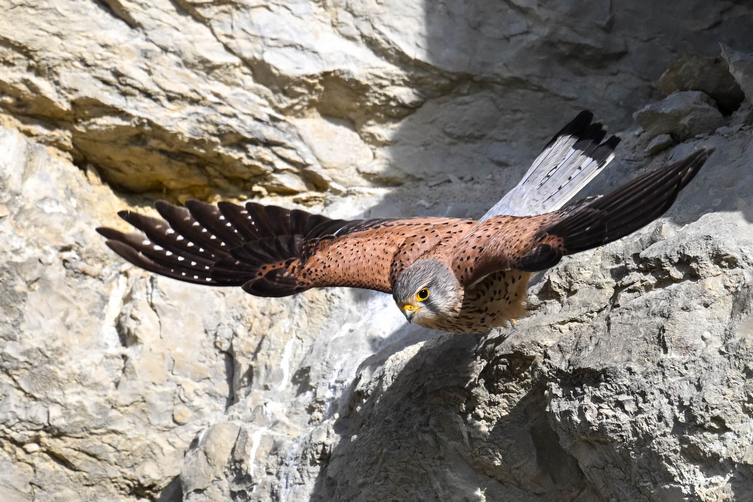 Faucon crécerelle mâle reconnaissable à son "chapeau" gris s'envolant du nid