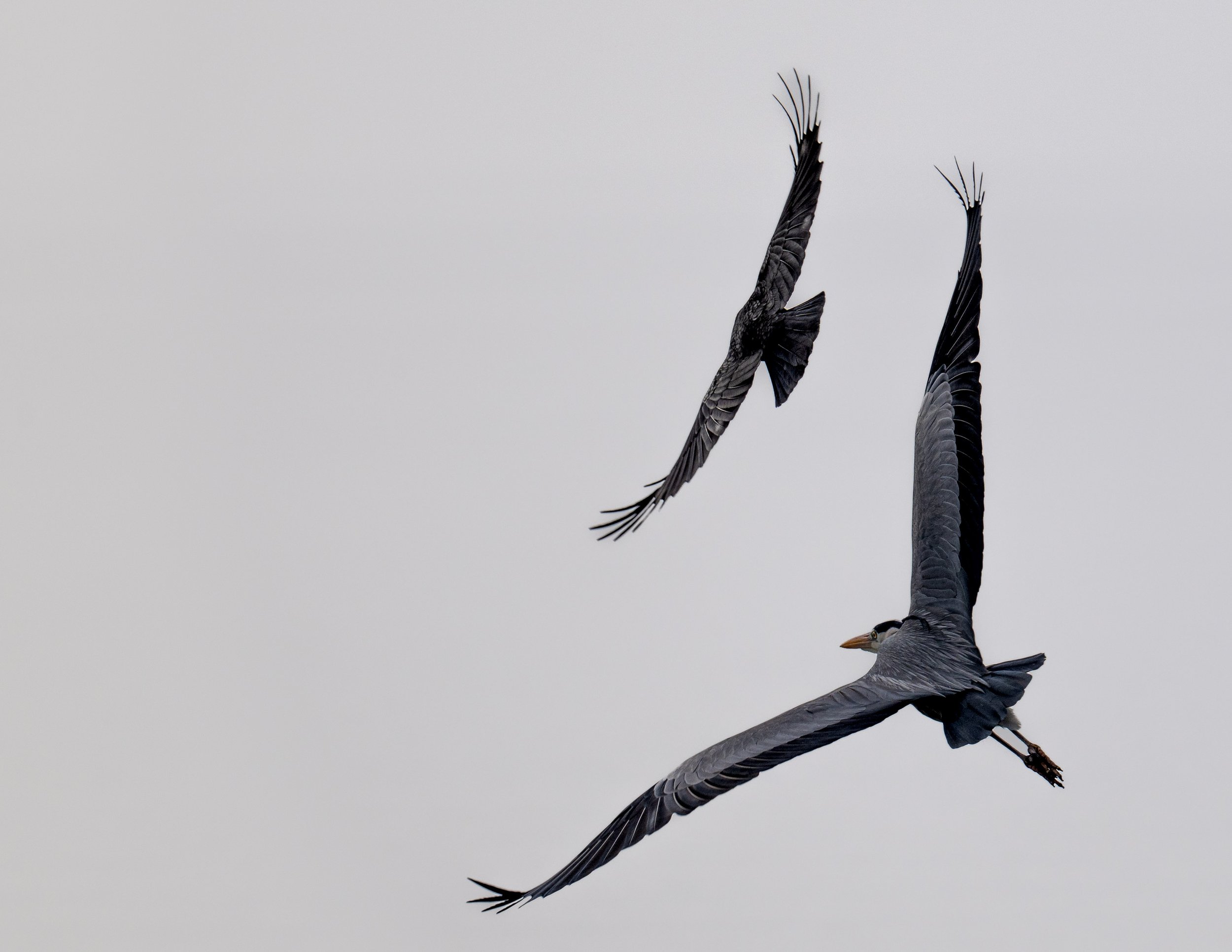 La mal aimée corneille chassée par le Héron cendré