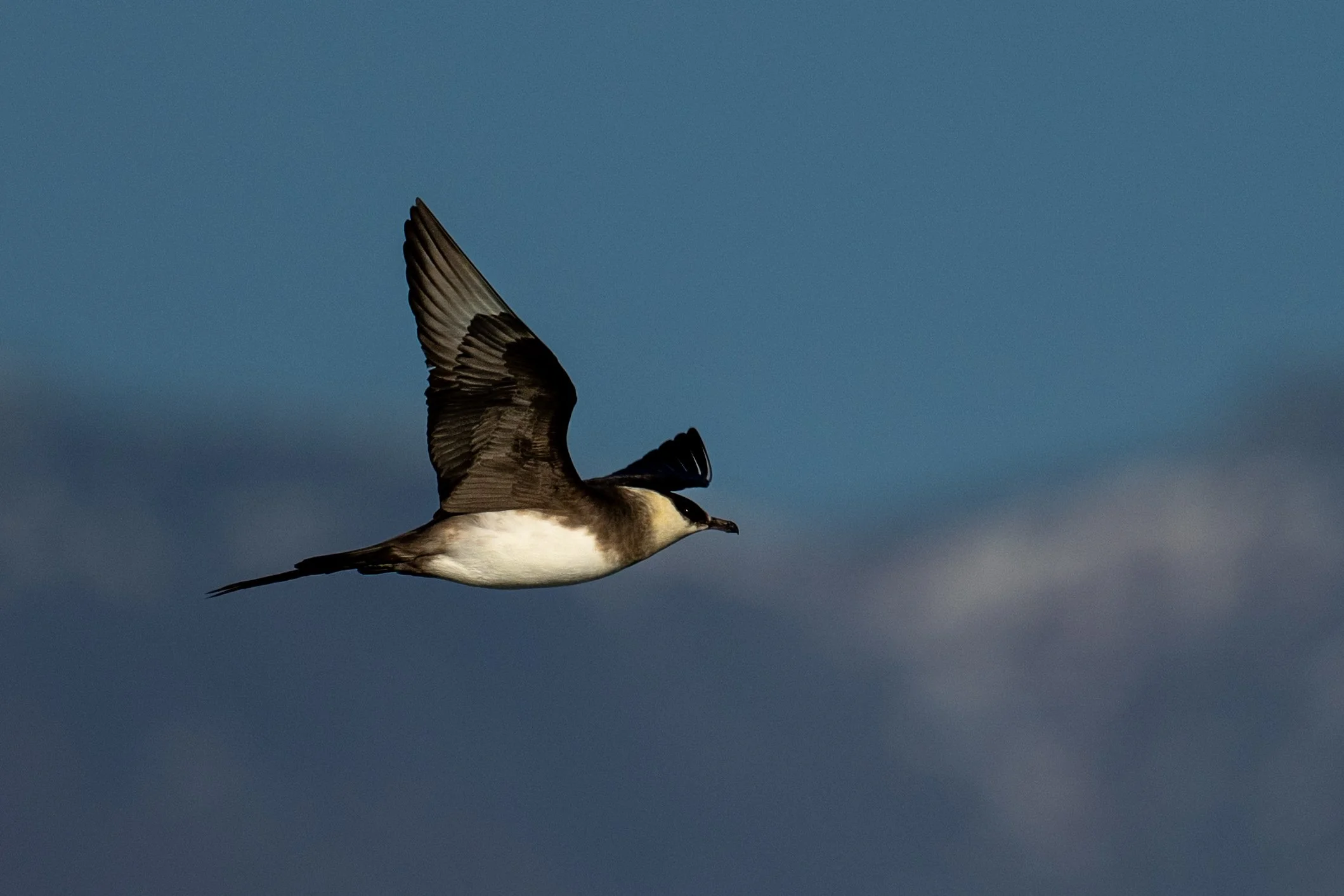 Labbe à longue queue, volant à la recherche de proies, c'est le corbeau du grand Nord !