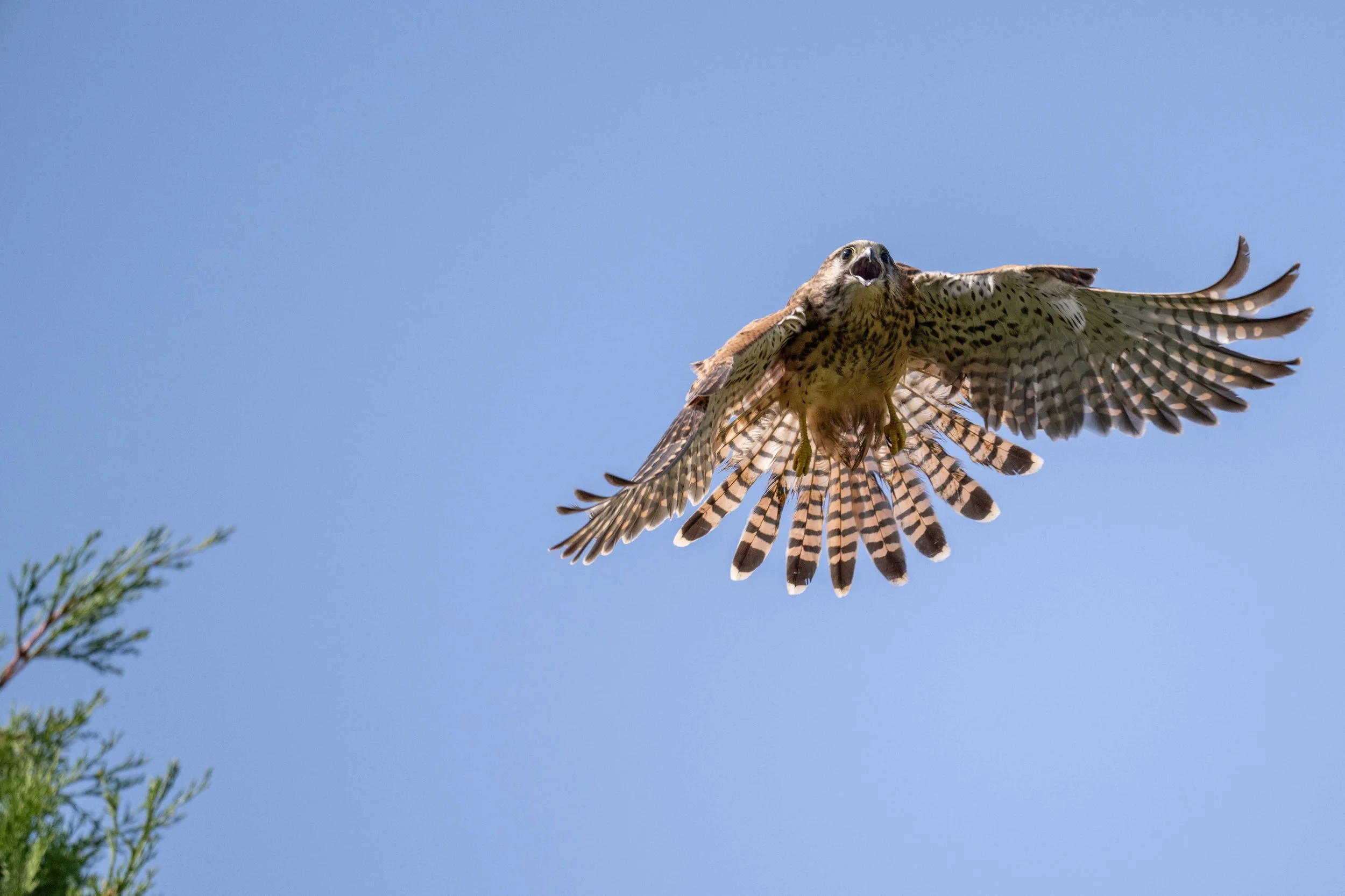 Un concurrent en vue pour ce faucon crécerelle