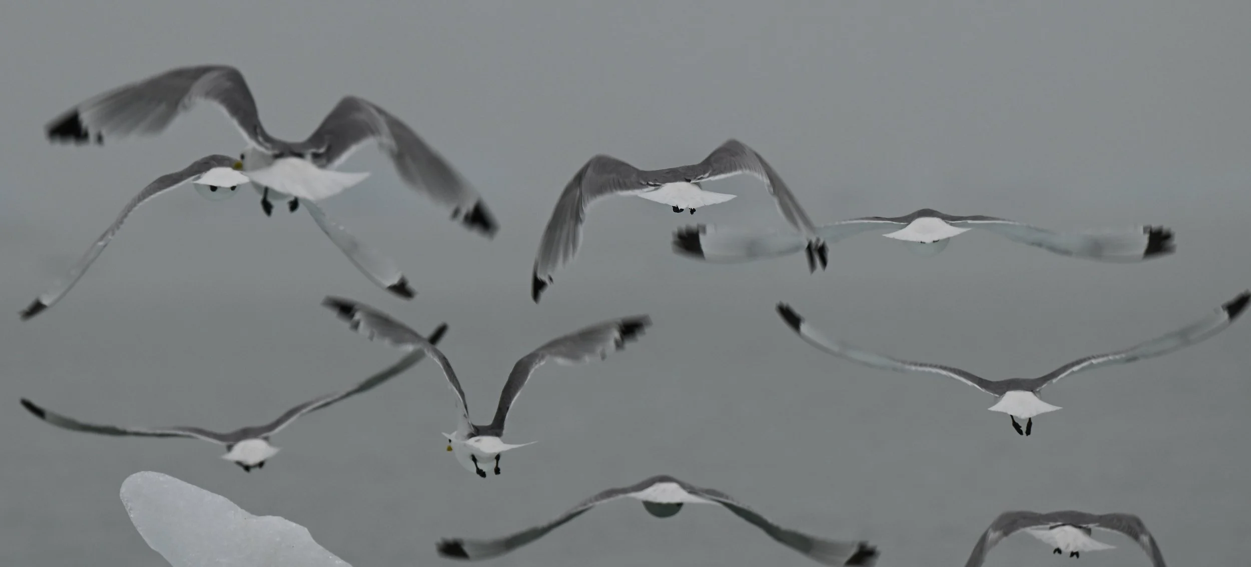 Vol de mouettes tridactyles au-dessus d'un morceau de banquise dans l'archipel du Svalbard