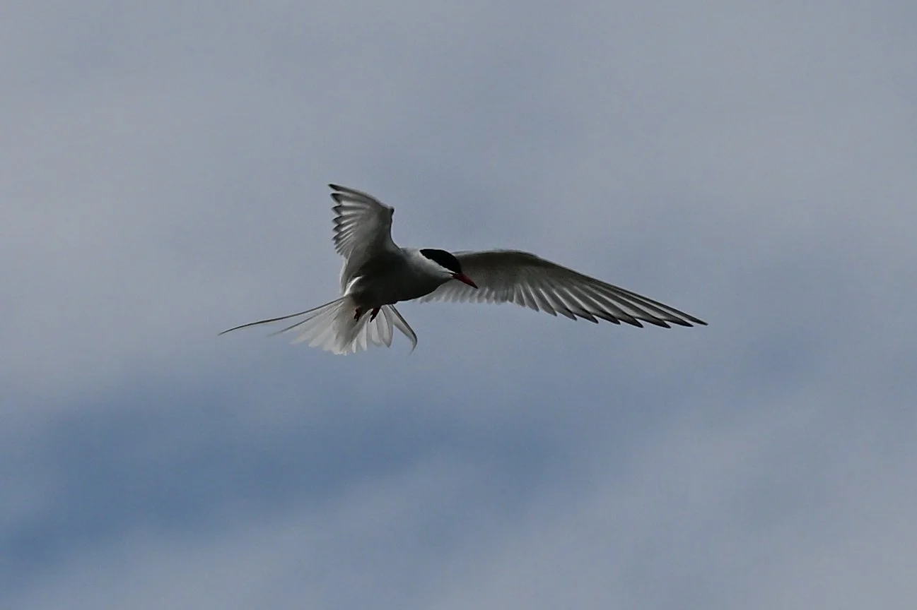 Sterne arctique en vol stationnaire 