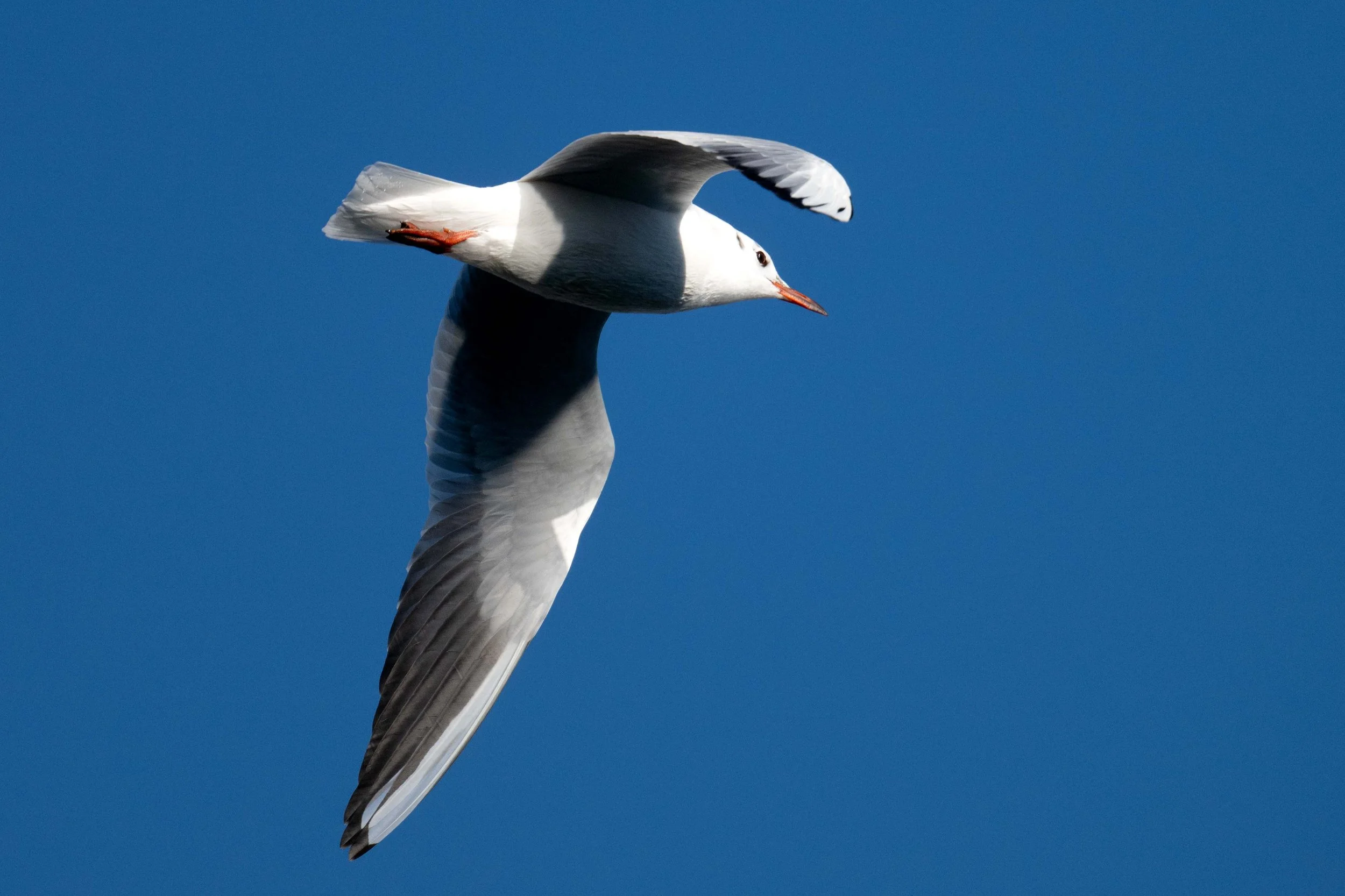 Jeune mouette rieuse, reconnaissable à ses pattes oranges, dans son habit d'hiver