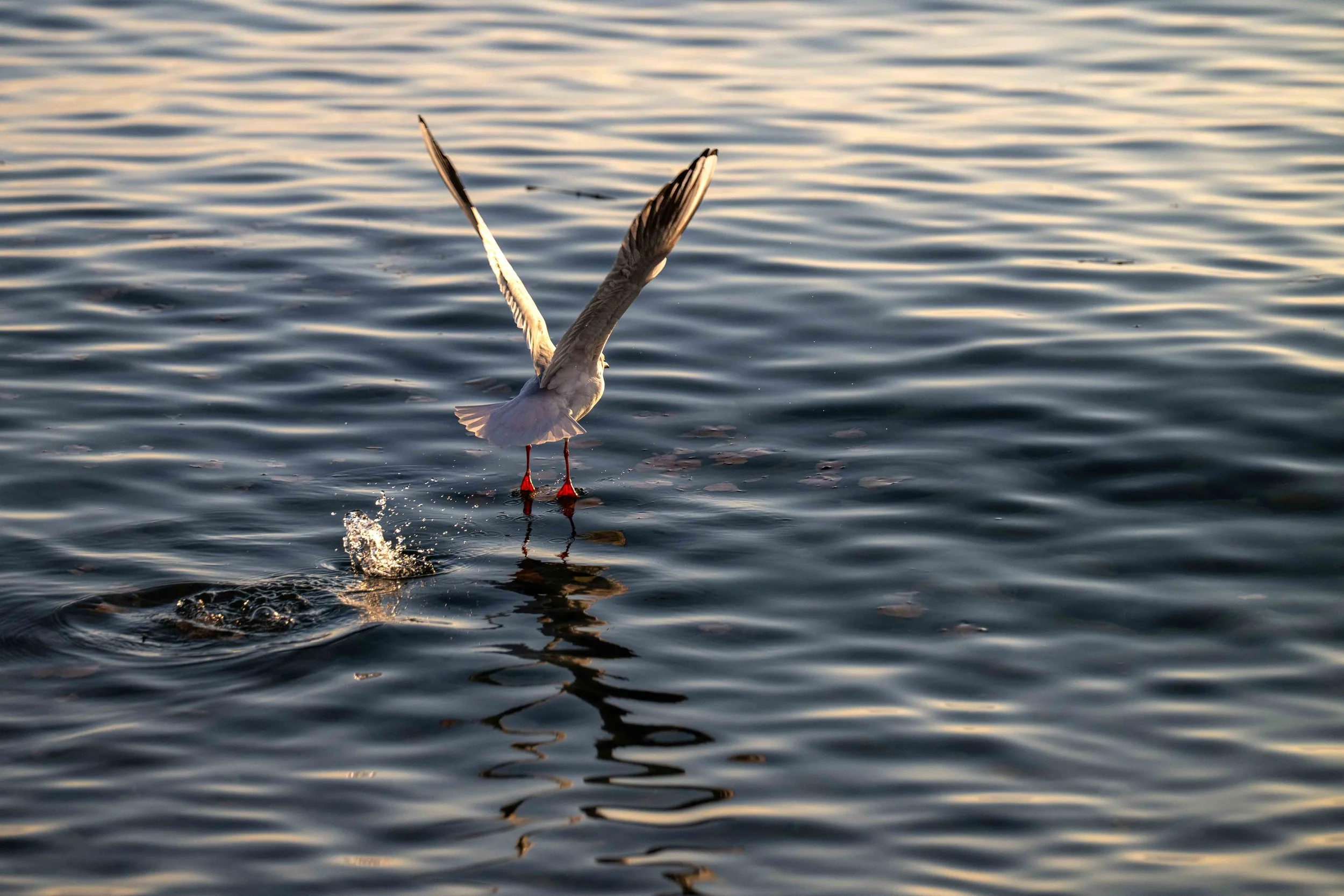 Quand une jeune mouette rieuse se pose tout en douceur sur le Léman