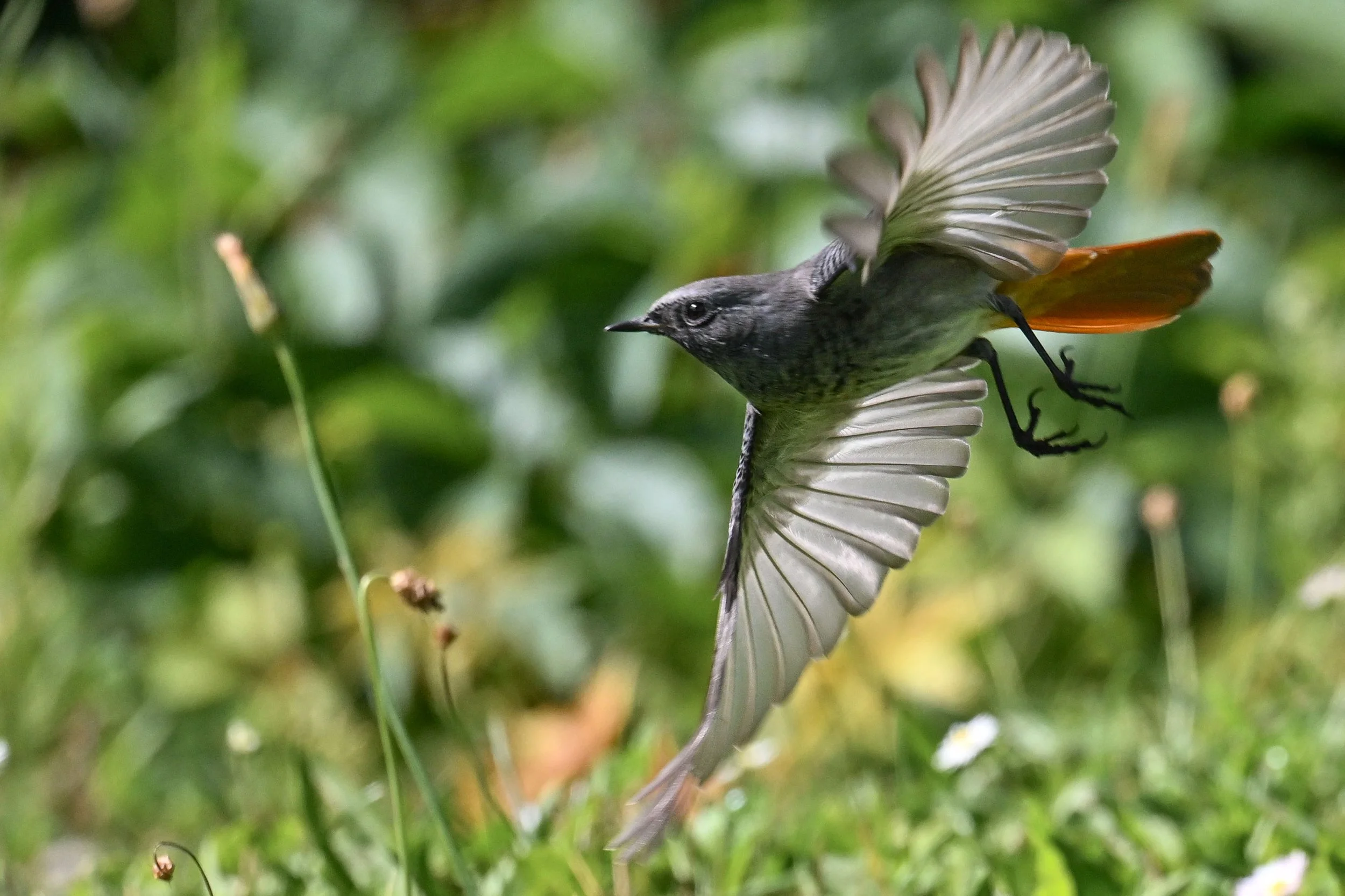 Rouge queue noir chassant de petits insectes