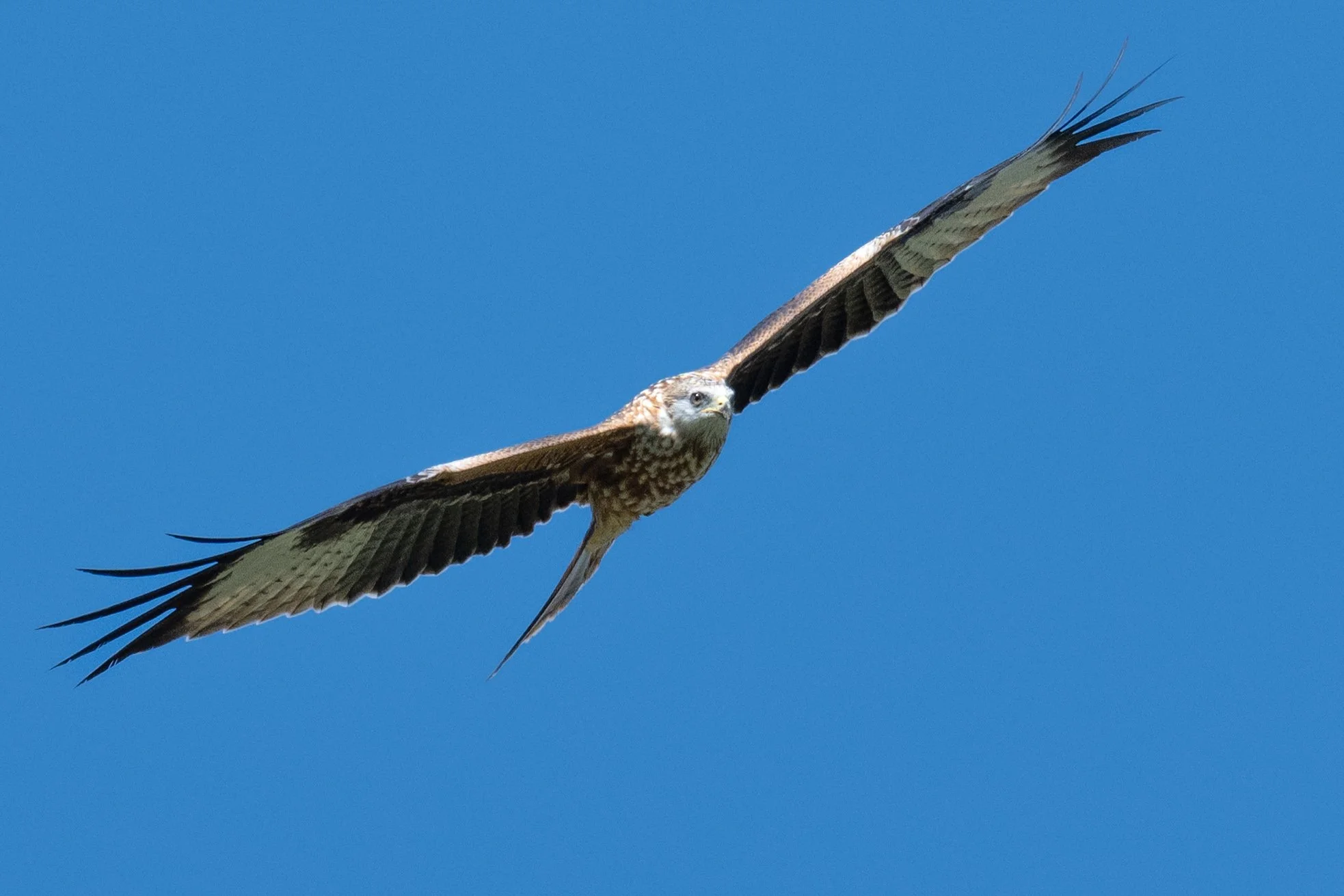 Milan royal ? Buse ?