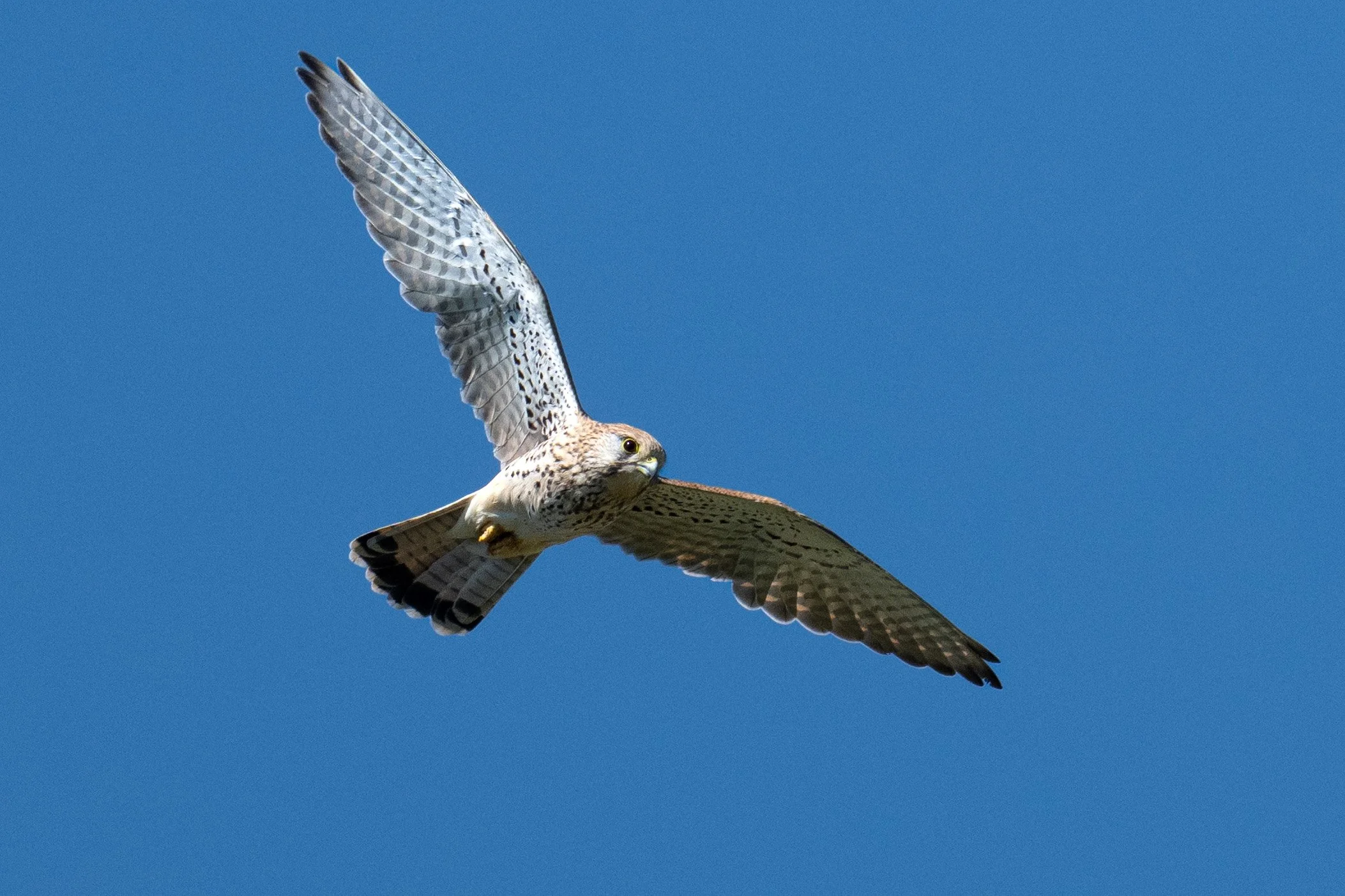 Le faucon crécerelle sait aussi planer 