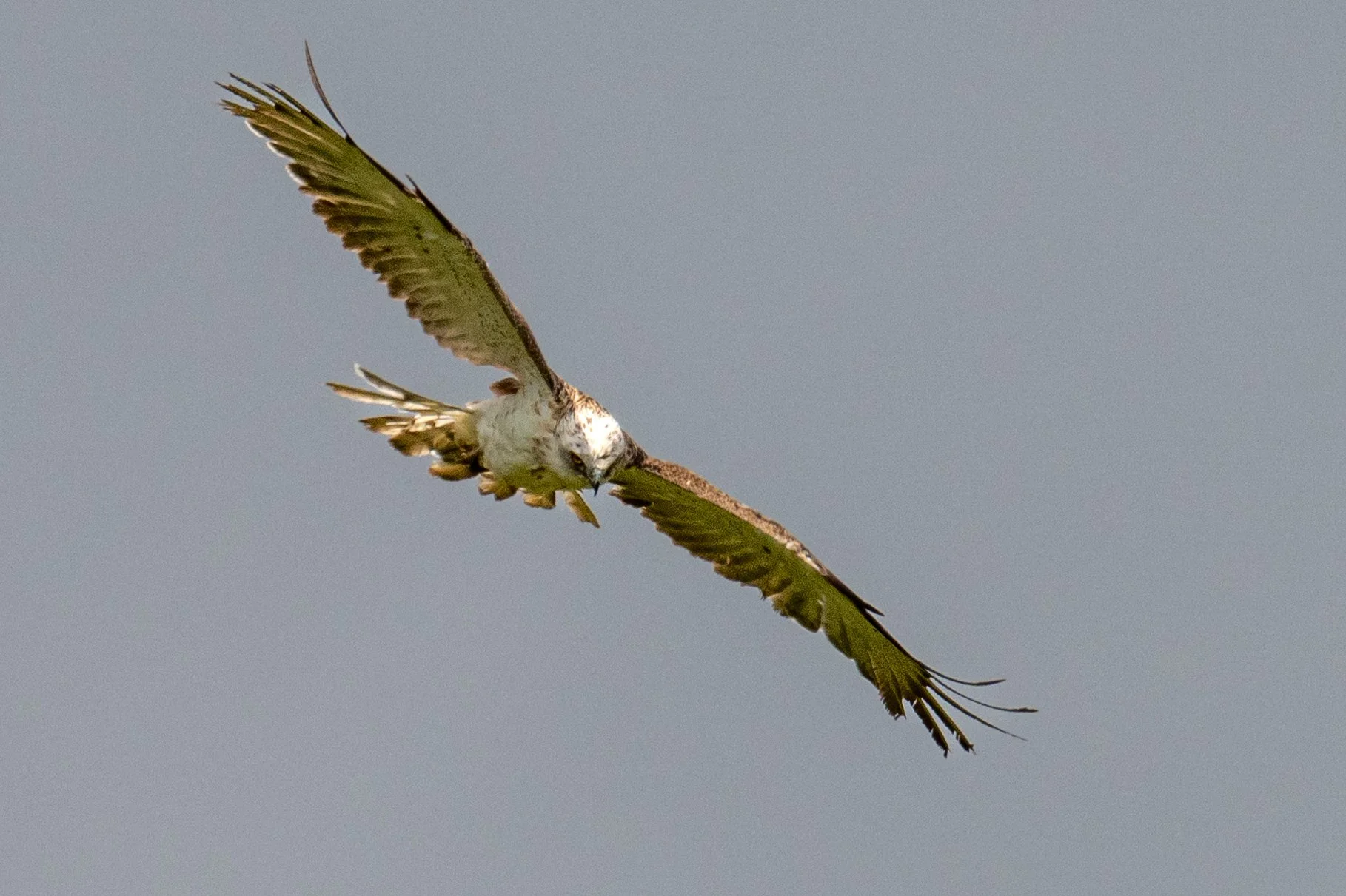 Ce circaète Jean-le-Blanc, ce rapace qui retrouve peu à peu ses anciens territoires, de son regard perçant, chasse les reptiles imprudents