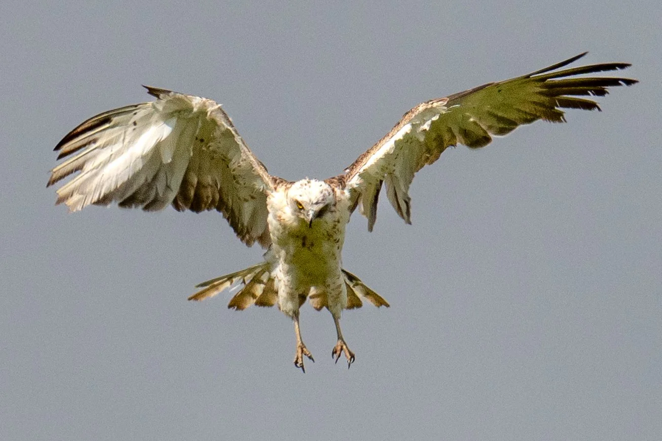 Circaète Jean-le-Blanc en approche...