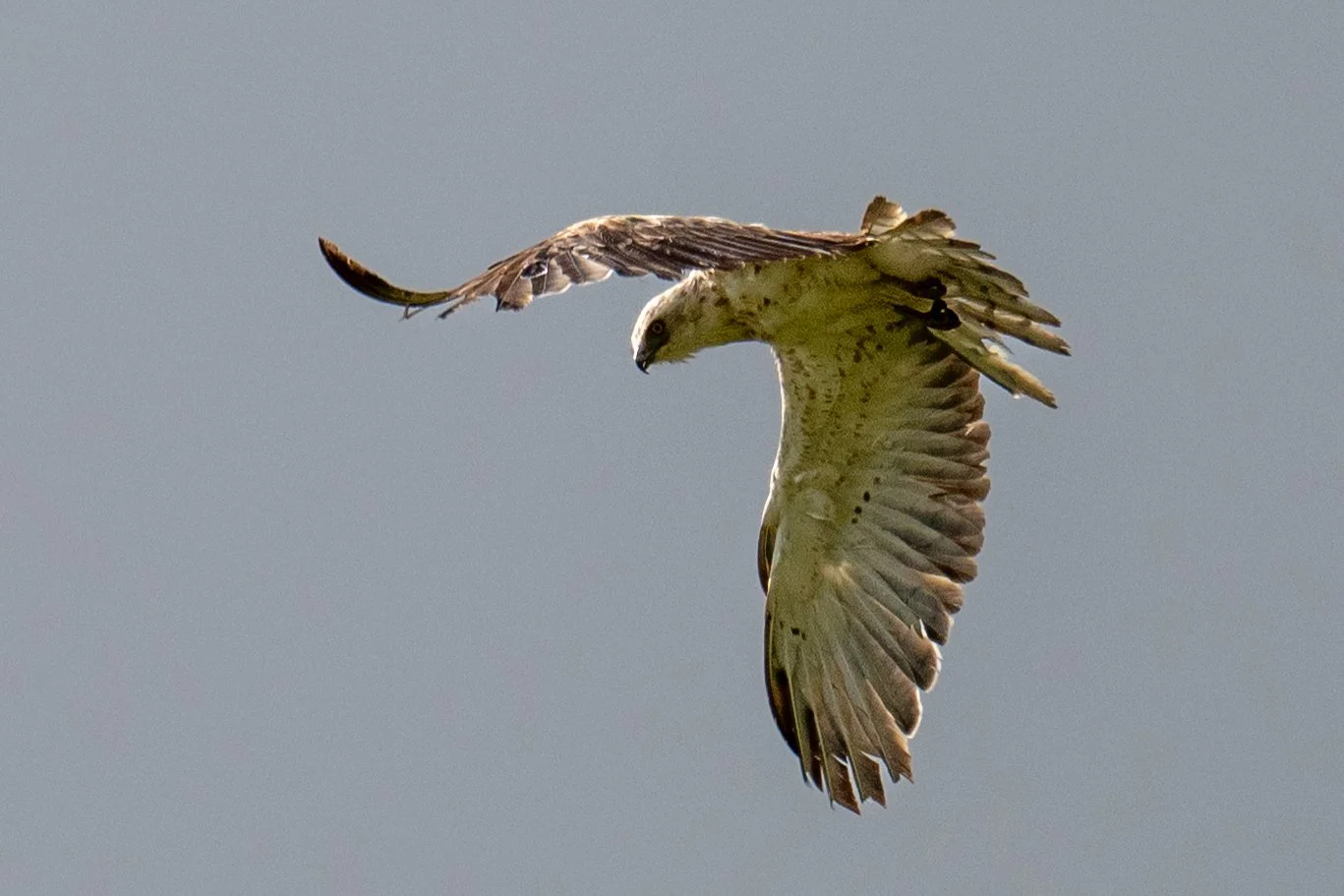 Circaète Jean-le-Blanc