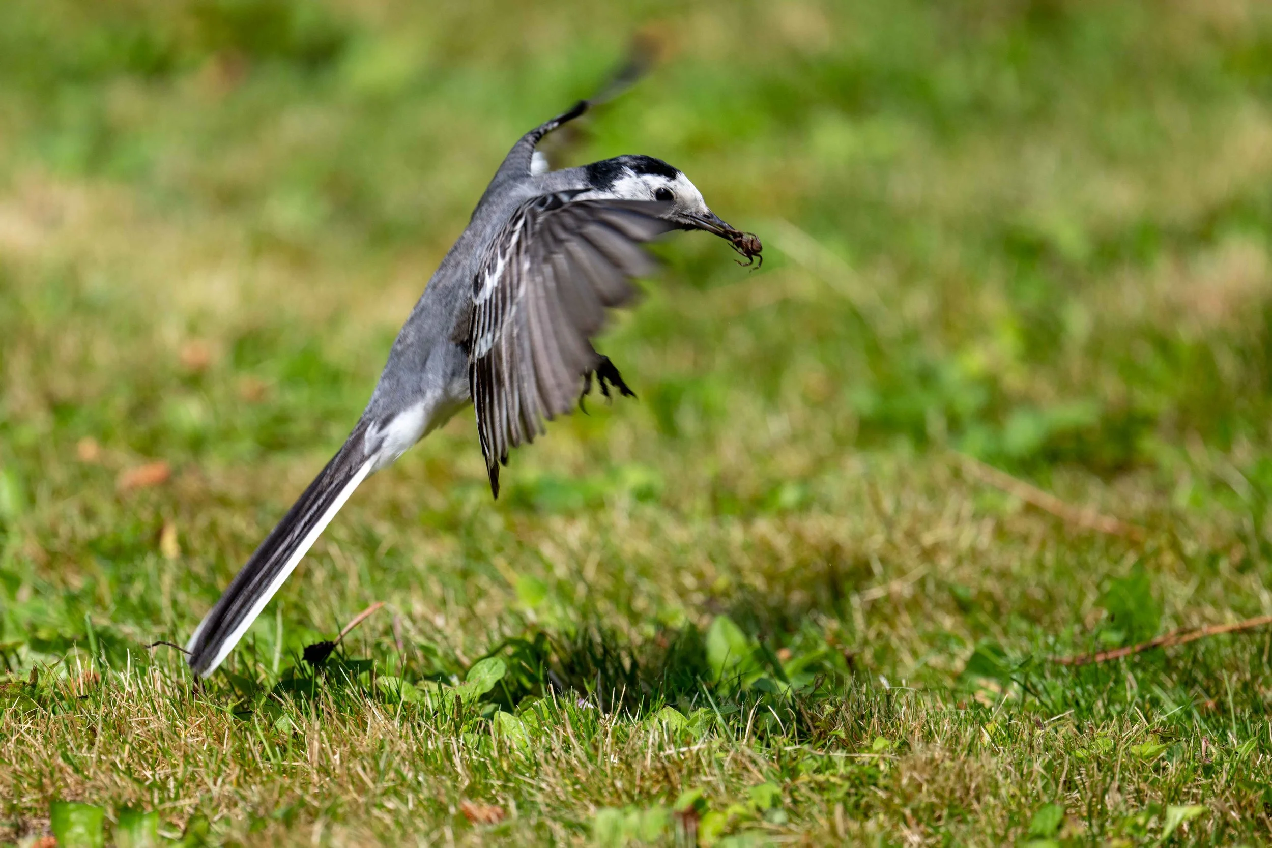 Bergeronnette grise en chasse dans le jardin