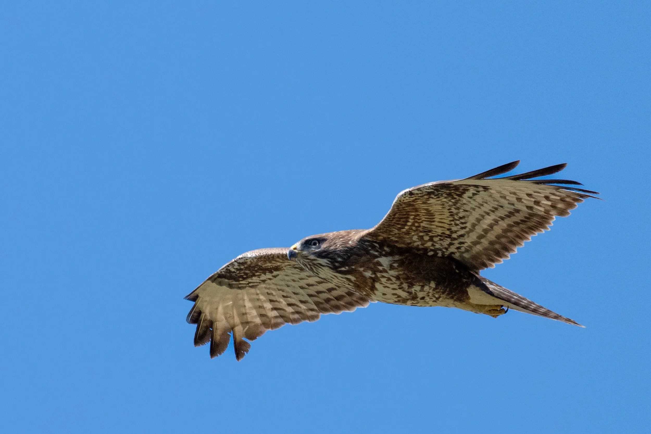 Beau spécimen de buse variable de plus en plus concurrencée par son cousin le milan noir ou royal...