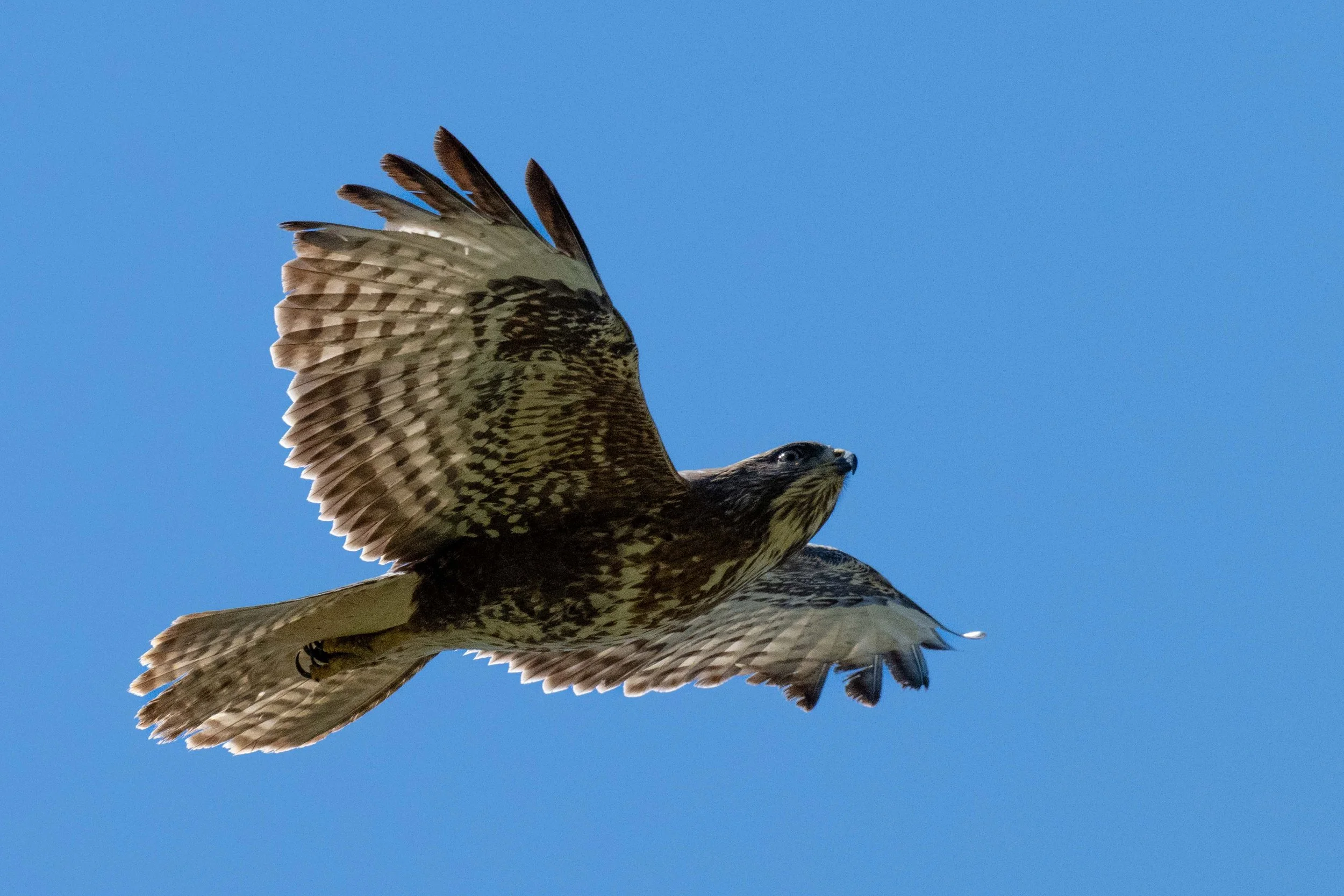 Buse ? Milan royal ?