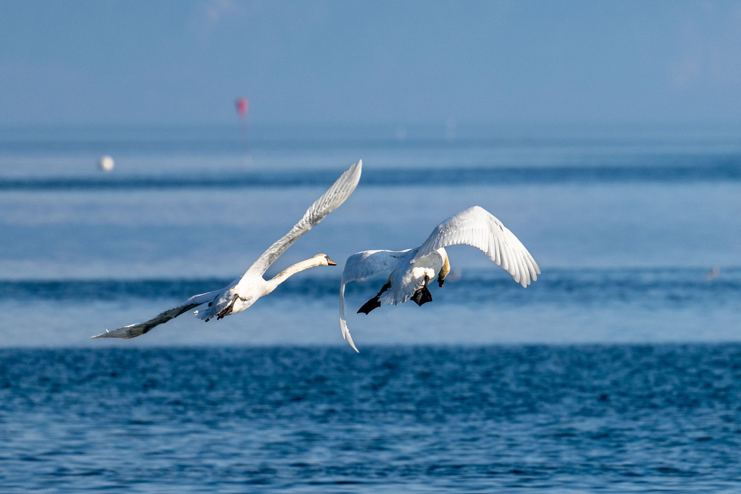 Couple de cygnes tuberculés