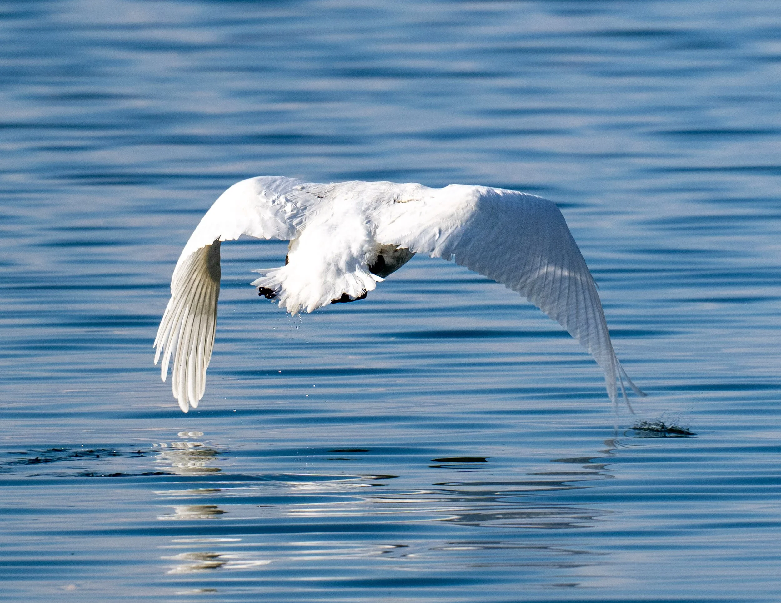La pose comme le décollage ne se font pas sans beaucoup de bruit pour le cygne tuberculé...