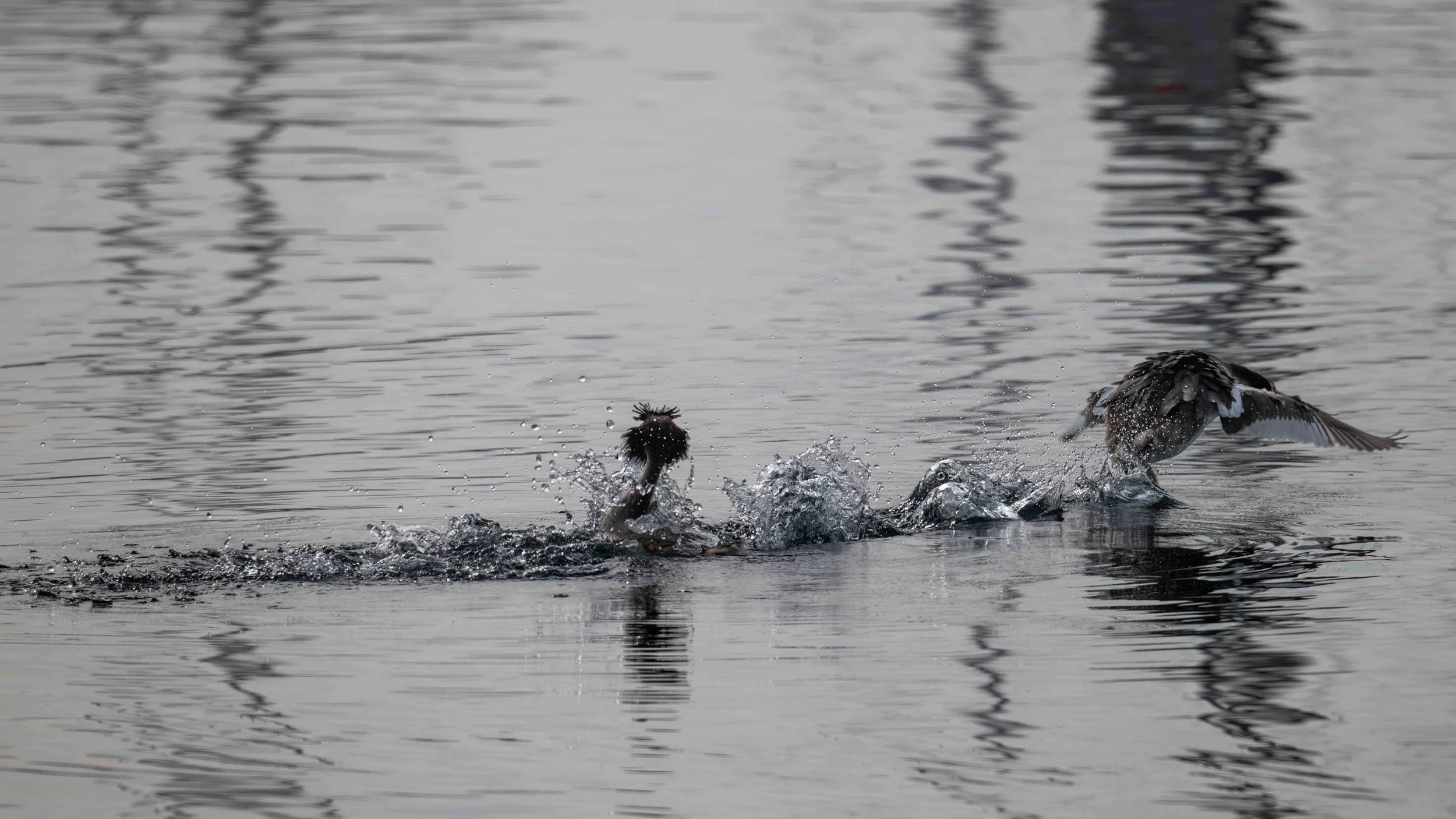 Sous l'oeil humide d'un congénère, tentative de décollage d'un grèbe huppé