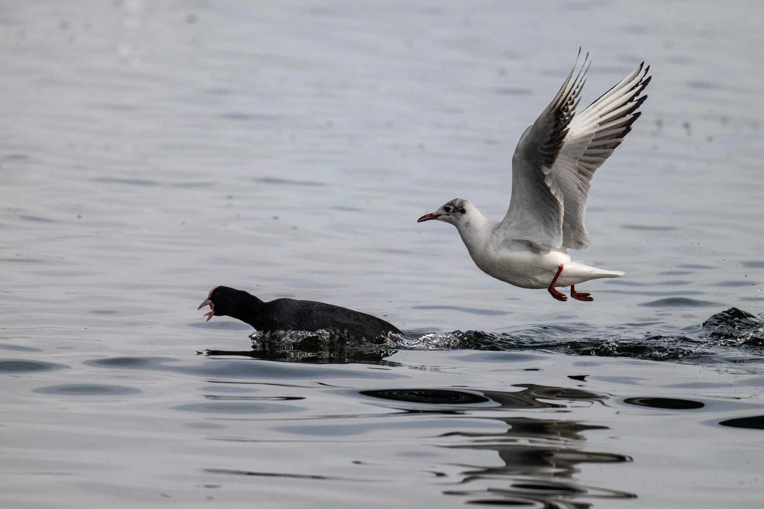 Pas du goût de ce foulque macroule l'approche de cette mouette rieuse adulte