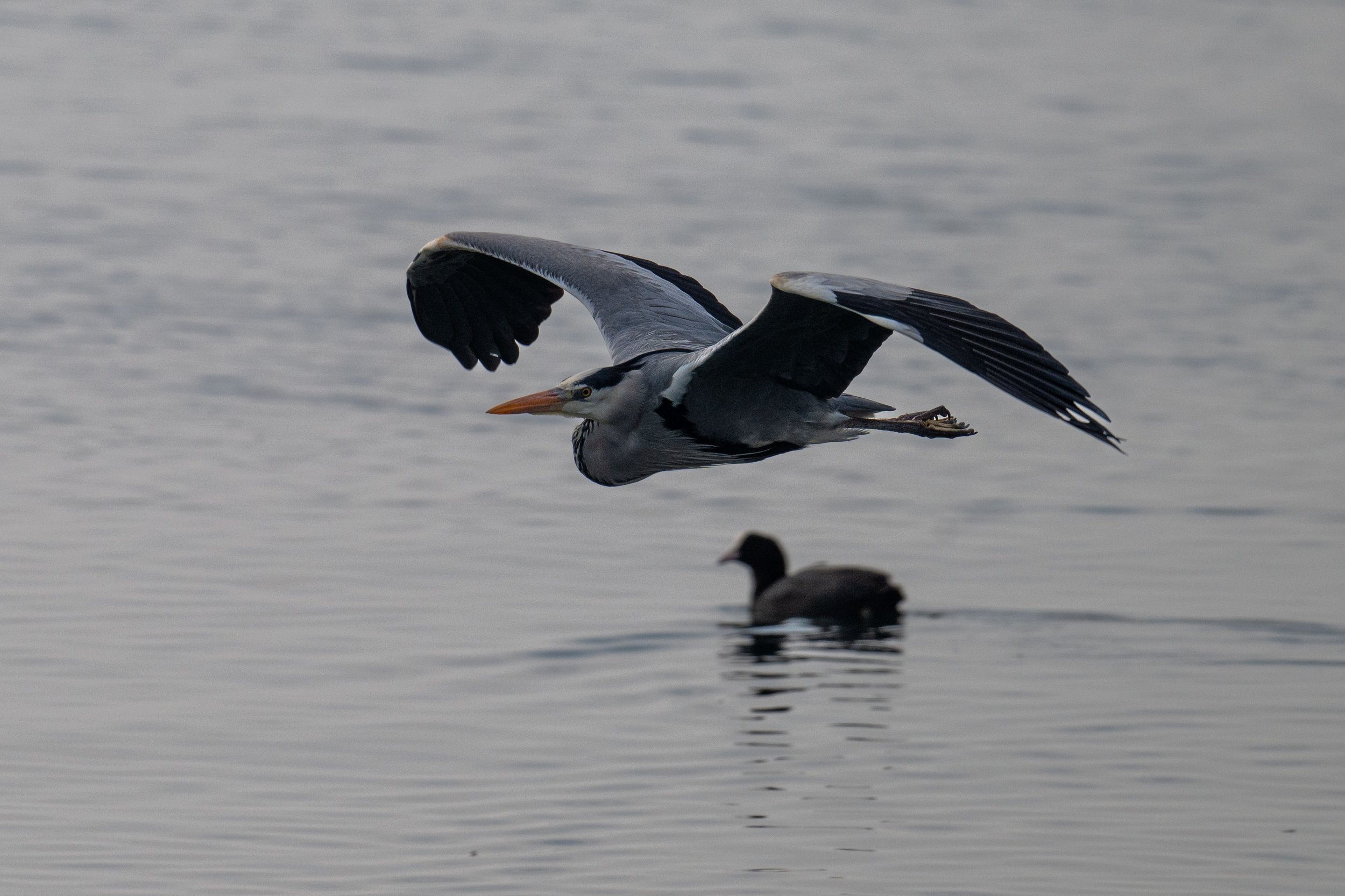 On ne se dérange pas nécessairement entre oiseaux du lac, héron cendré et foulque macroule