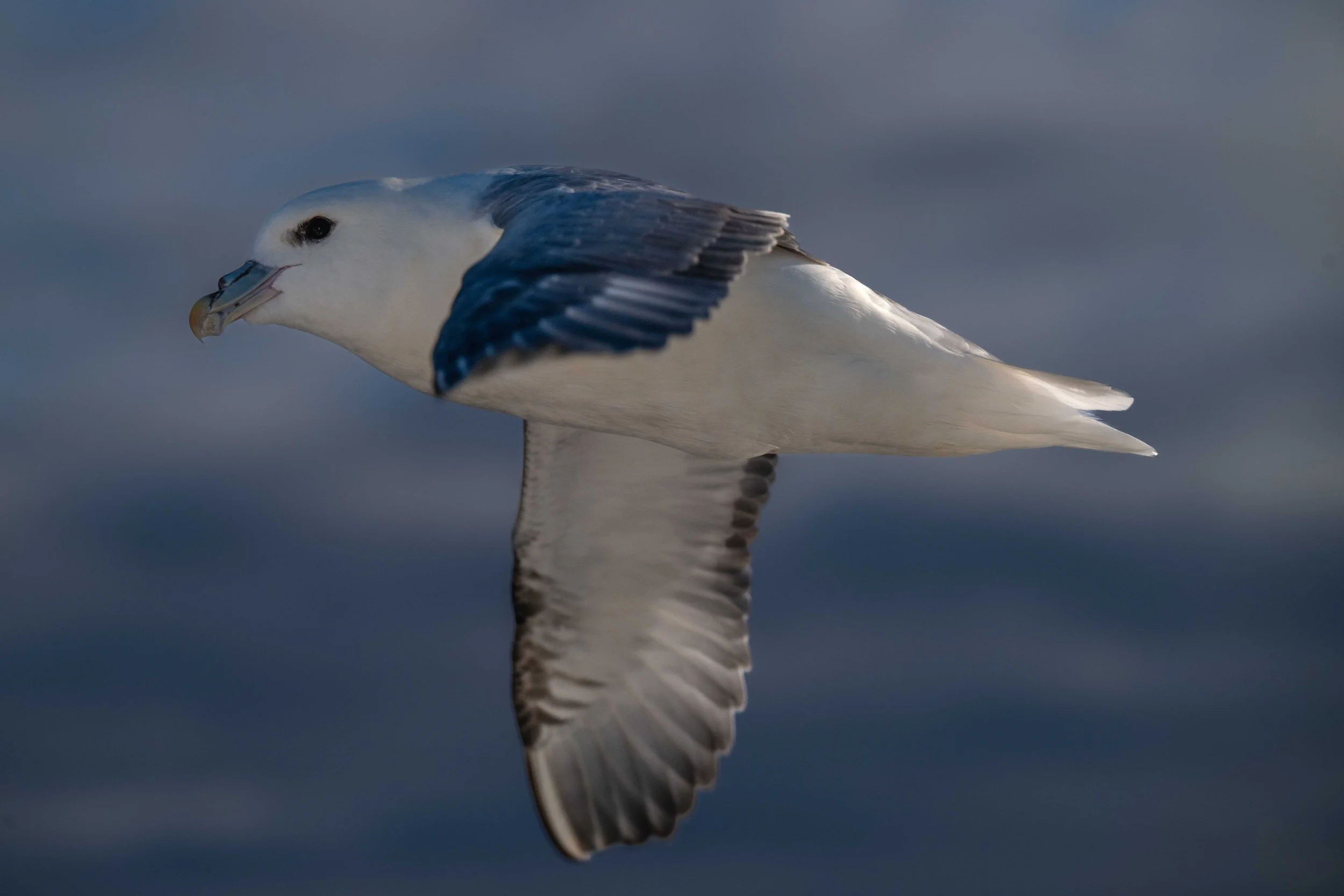 Fulmar boréal en approche du bateau dans l'attente de restes largués par le cuisinier de bord !