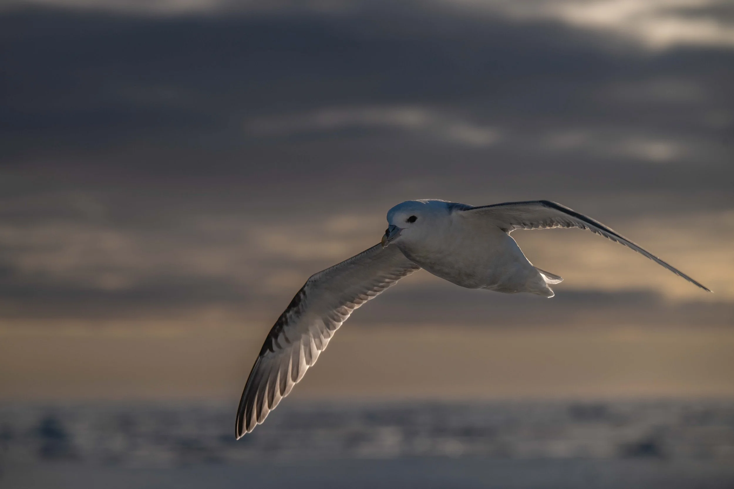 Une autre prise de vue de cet oiseau opportuniste qu'est le fulmar boréal