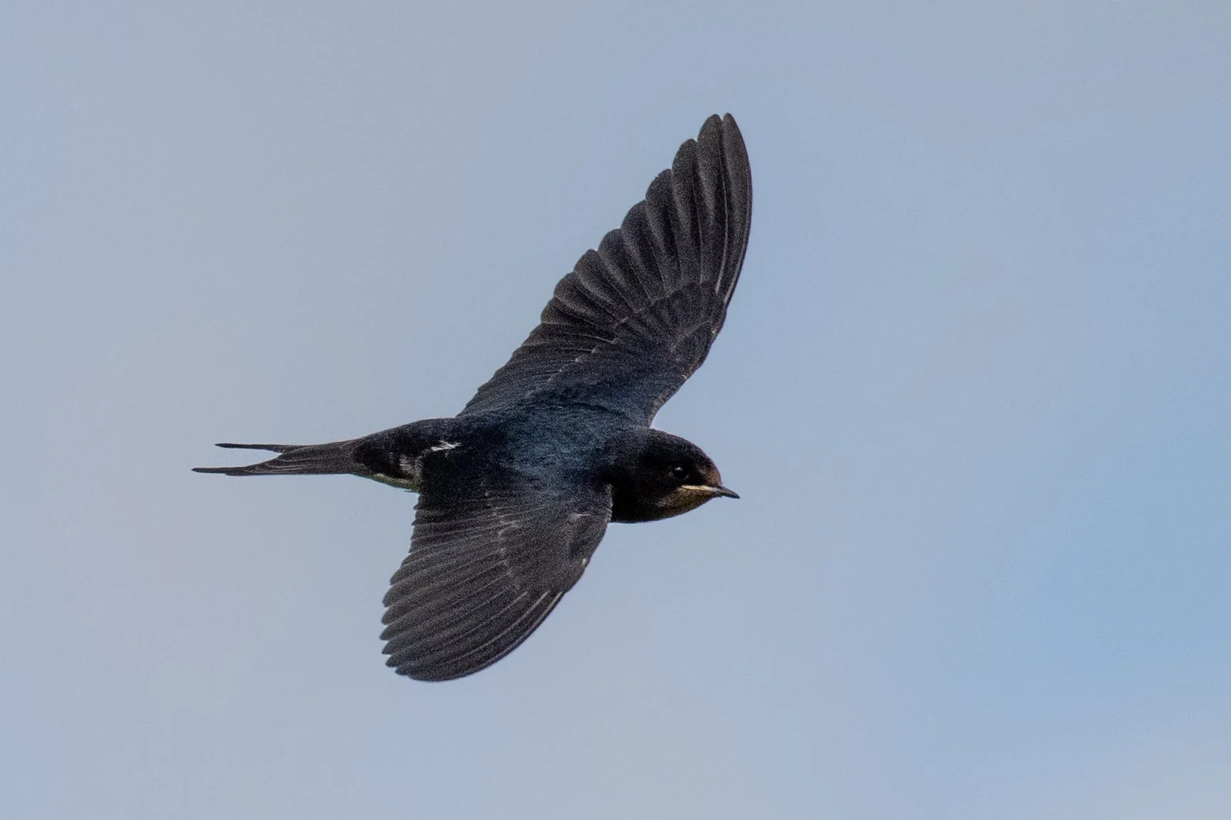 En approche... hirondelle rustique