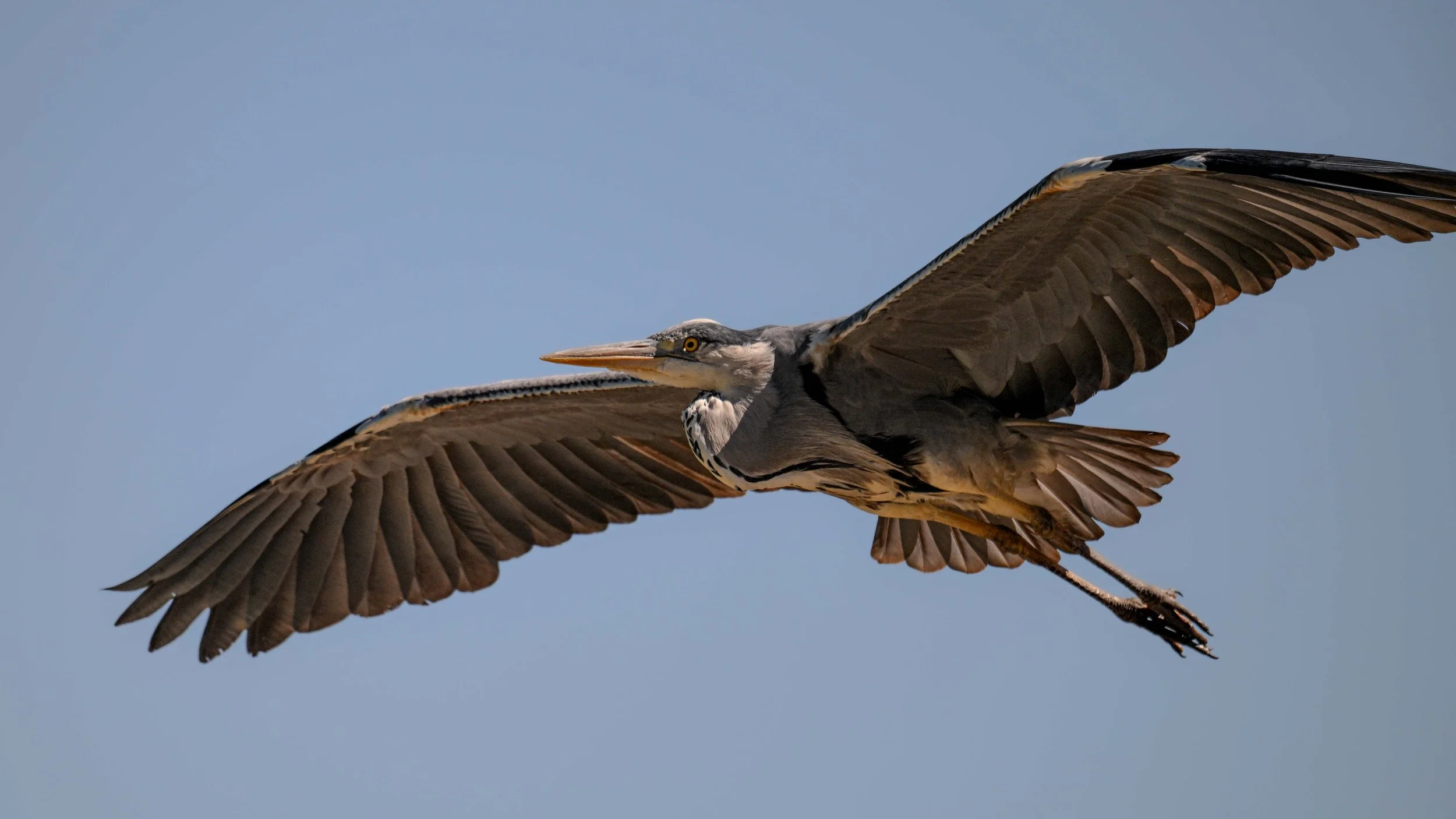 Trop beau ce regard comme lancé en avant, certainement une proie pour ce héron cendré
