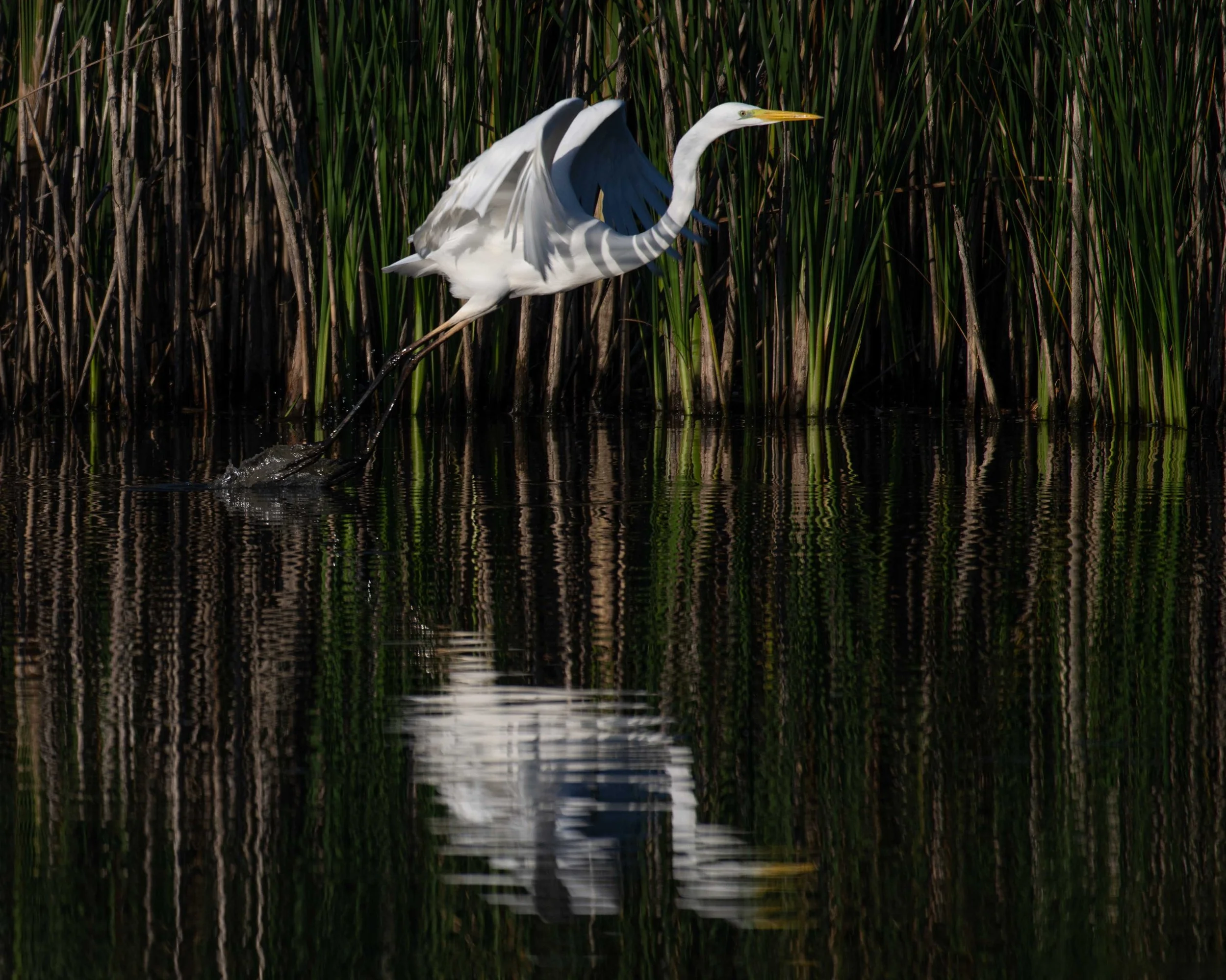 Vol, envol d'une grande aigrette 