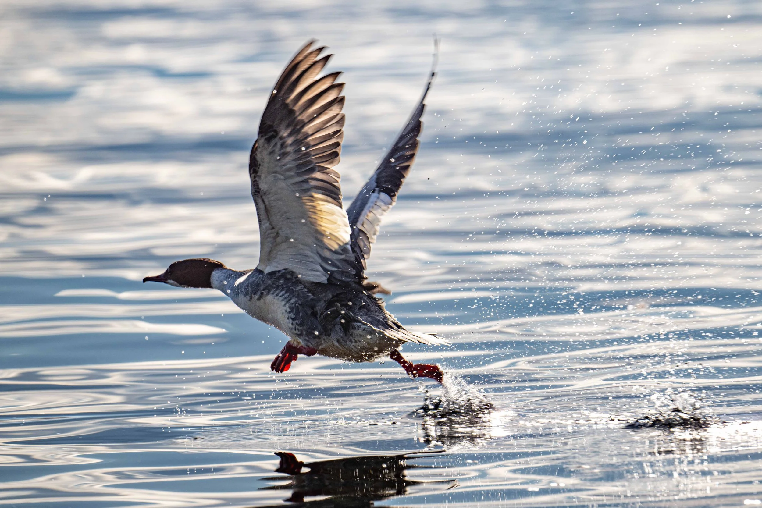 vo, envol... d'un harle bièvre, aujourd'hui commun sur le Léman