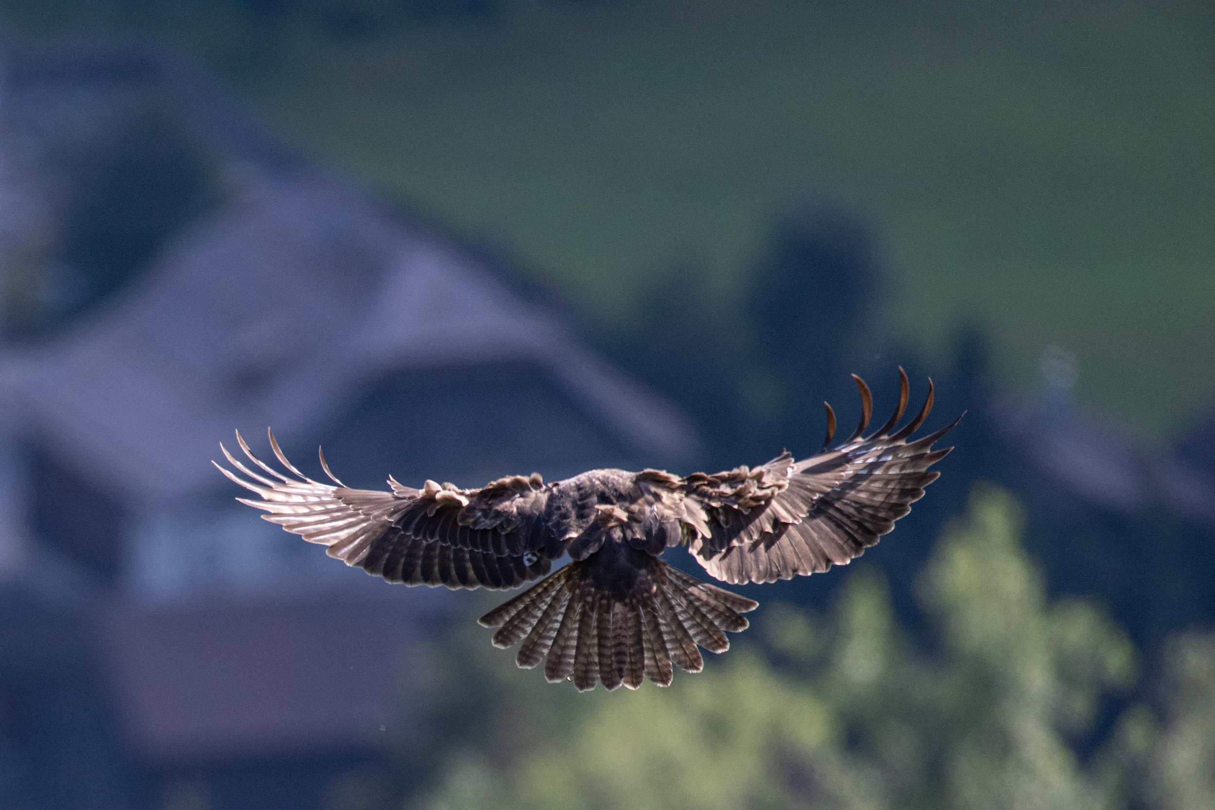 Vol stationnaire typique du faucon crécerelle
