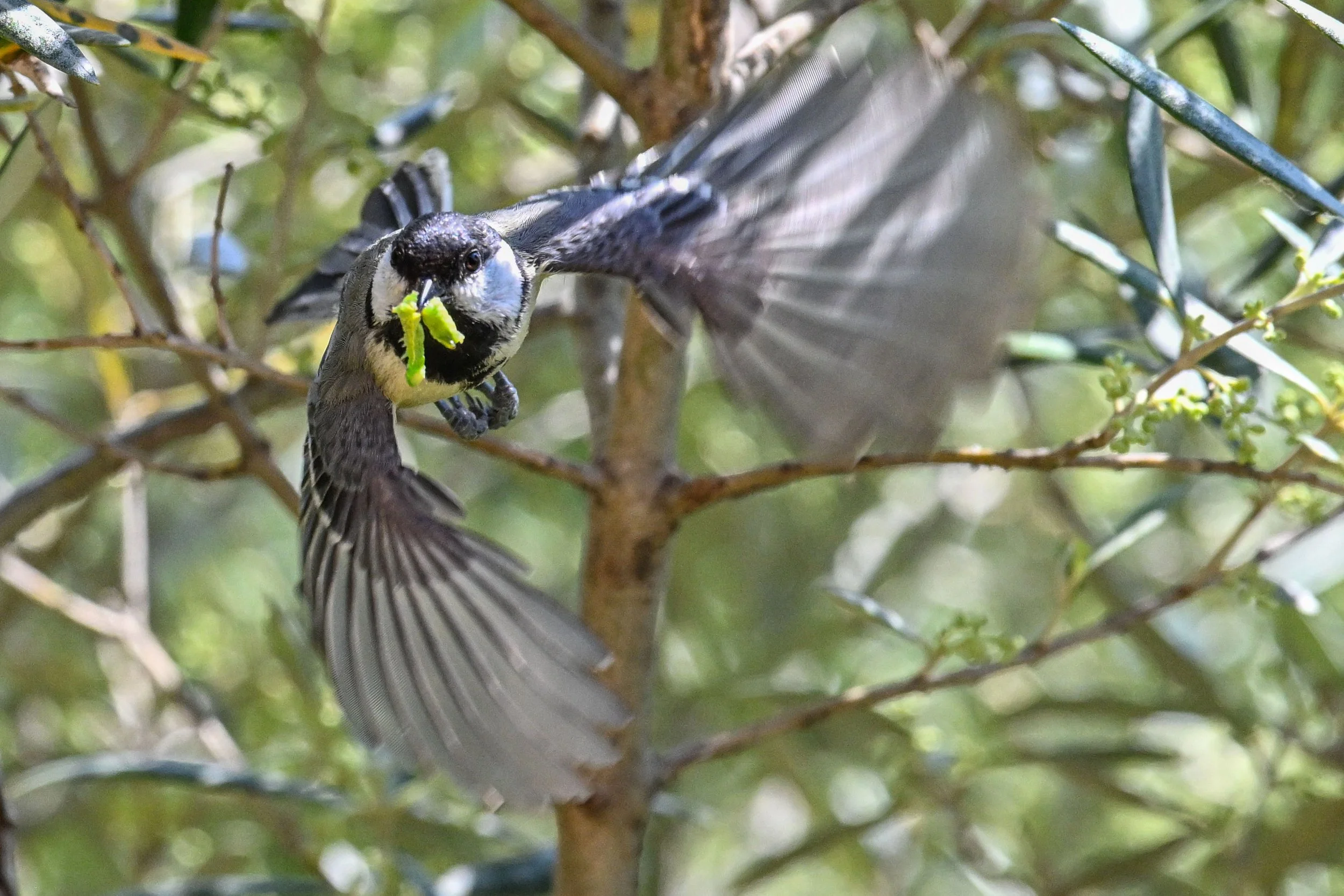 La mésange charbonnière est un efficace chasseuse d'insectes, araignées ou chenilles quand il s'agit de nourrir une nombreuse couvée