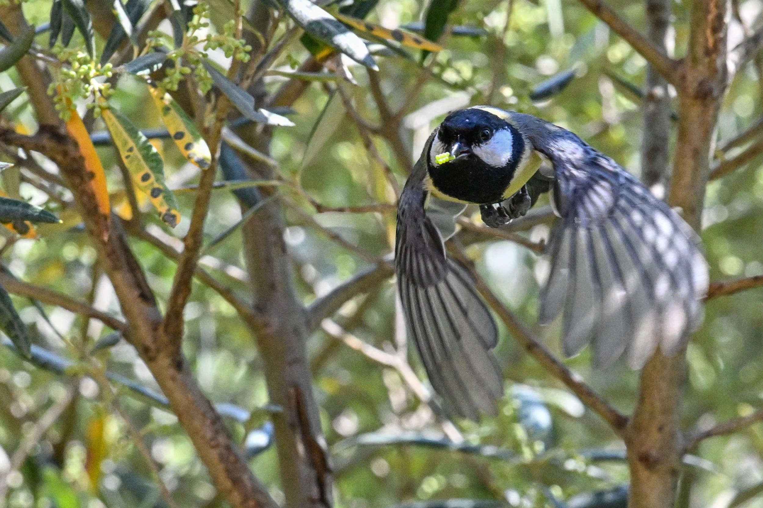 Vive et souvent imprévisible, la mésange charbonnière est un beau mais difficile sujet photographique...