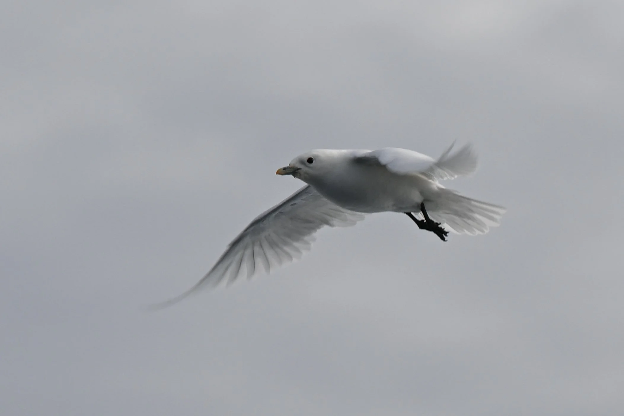 Cette mouette blanche se rend certainement auprès d'un ours blanc pour lui voler quelques restes de viande