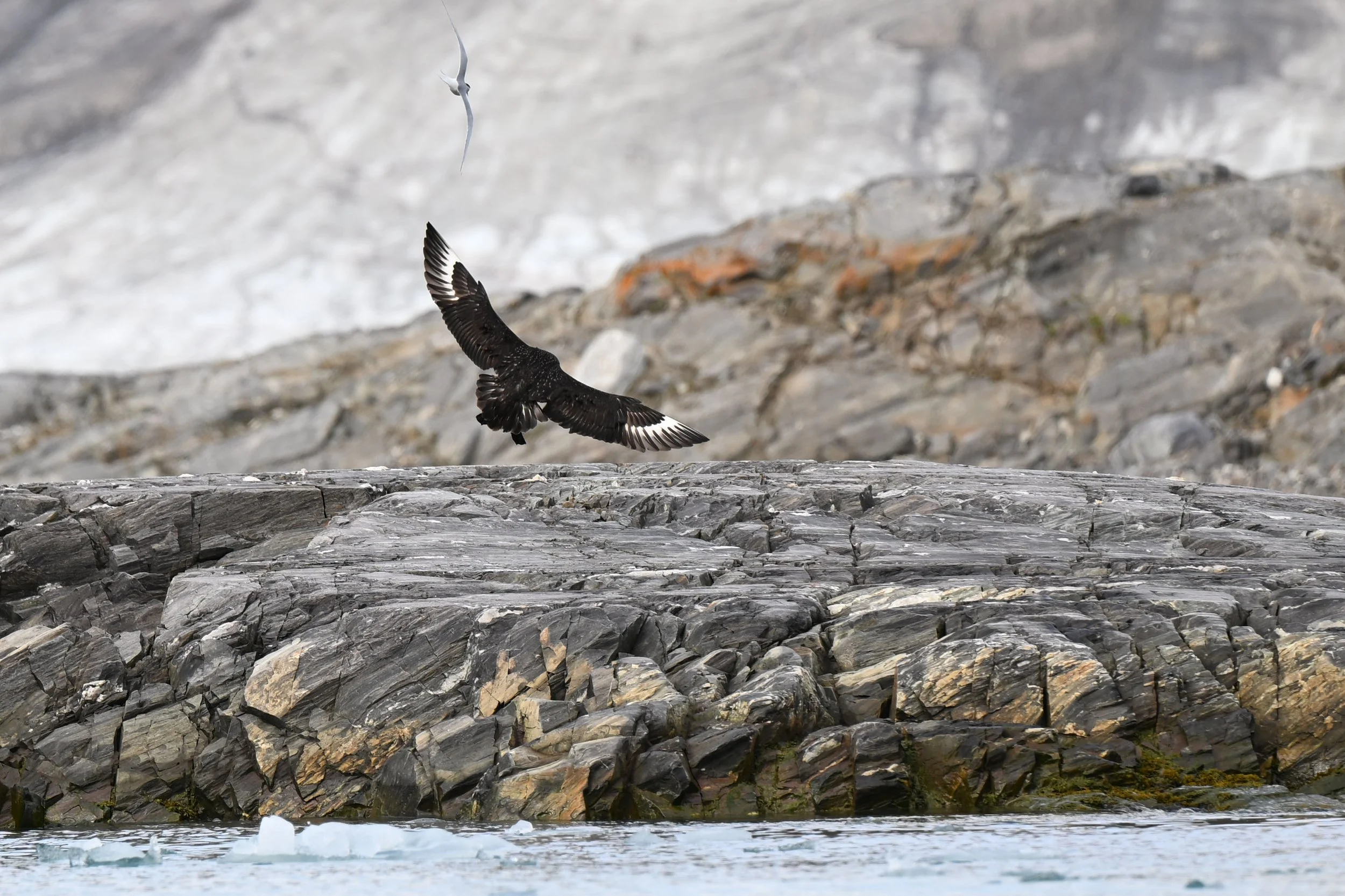 Grand labbe, le presque rapace du grand Nord, tous les autres oiseaux se méfient de cet habile chasseur 