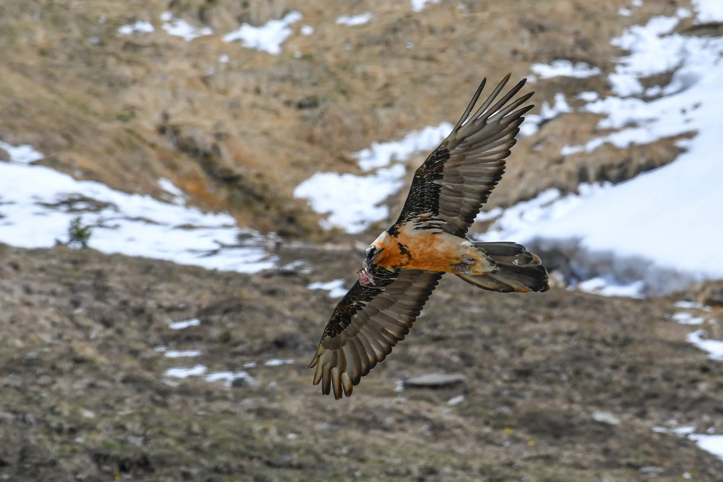 Quand le gypaète barbu nous montre de quoi il se nourrit