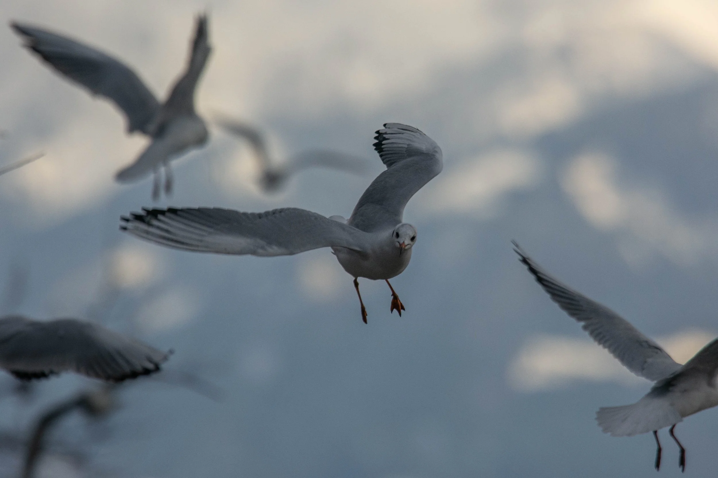 Le Léman ne serait pas le Léman sans ses crieuses de mouettes rieuses !
