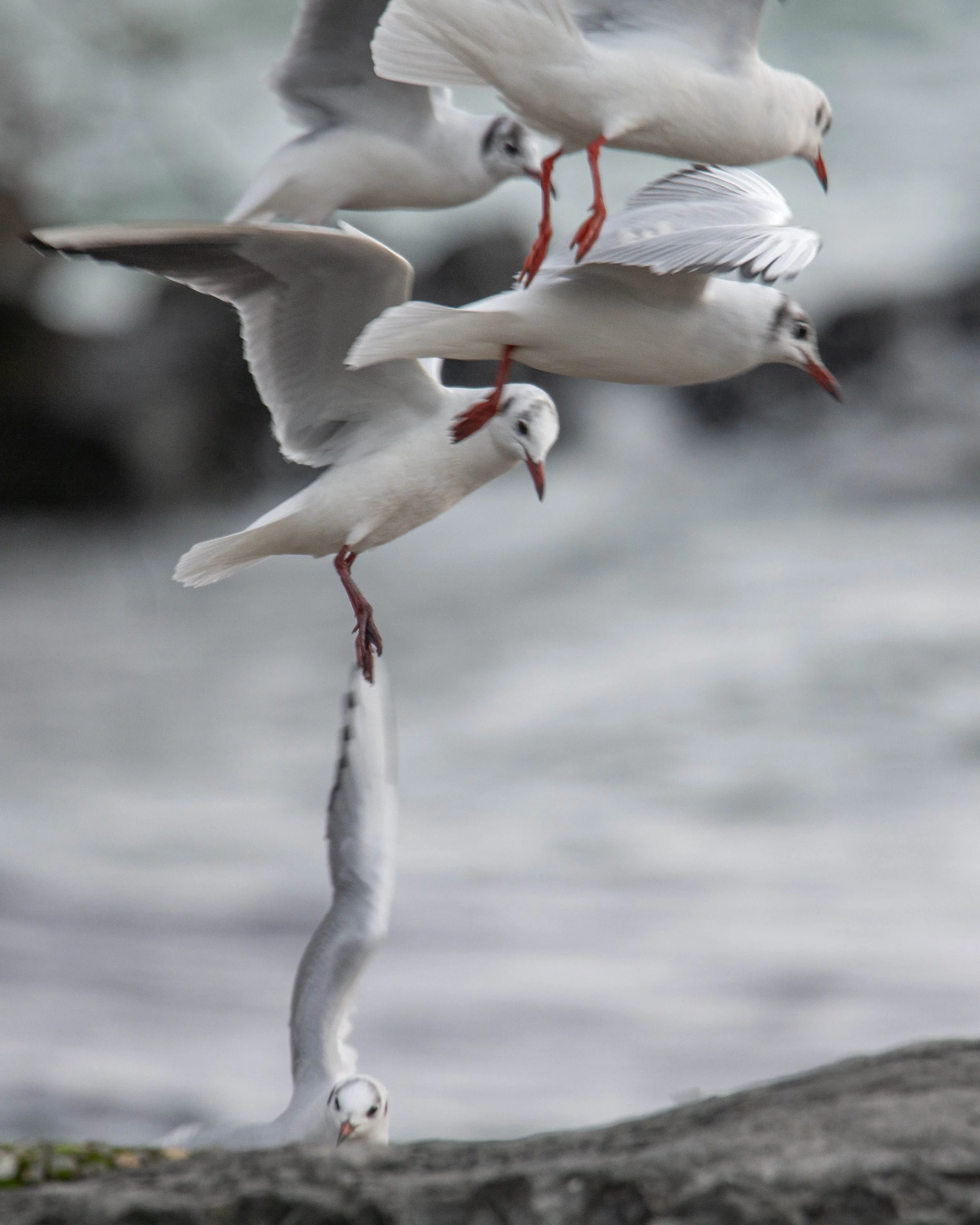 De véritables acrobates ces mouettes rieuses
