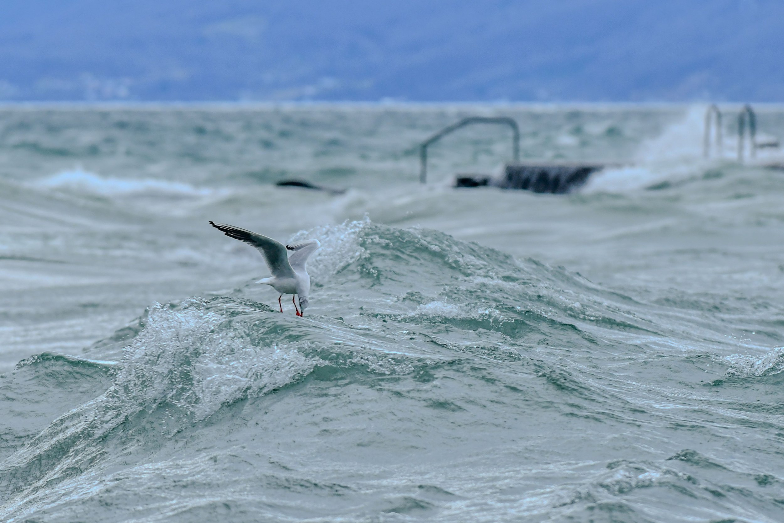 Entre vol, surf et lévitation.... la mouette rieuse est une artiste de l'eau et du vent