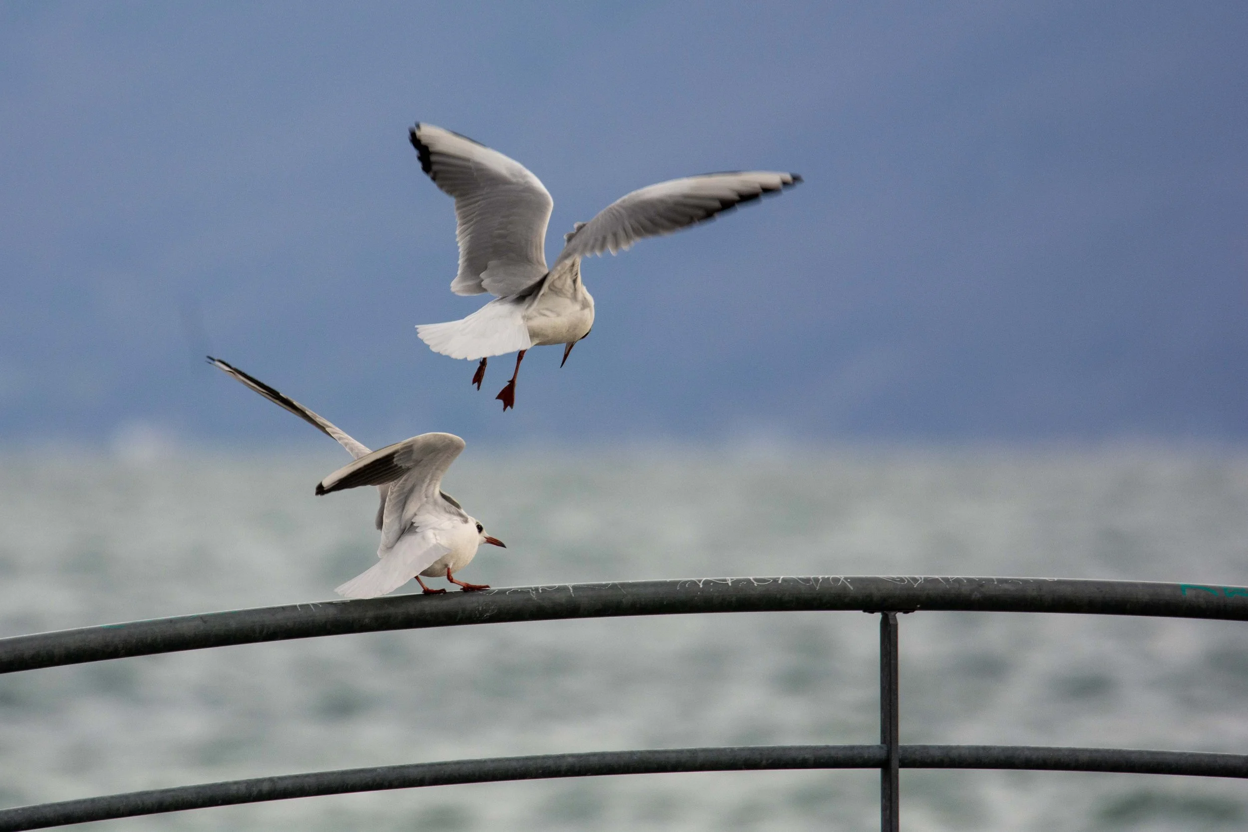 chamailleuse et agressive, la mouette rieuse