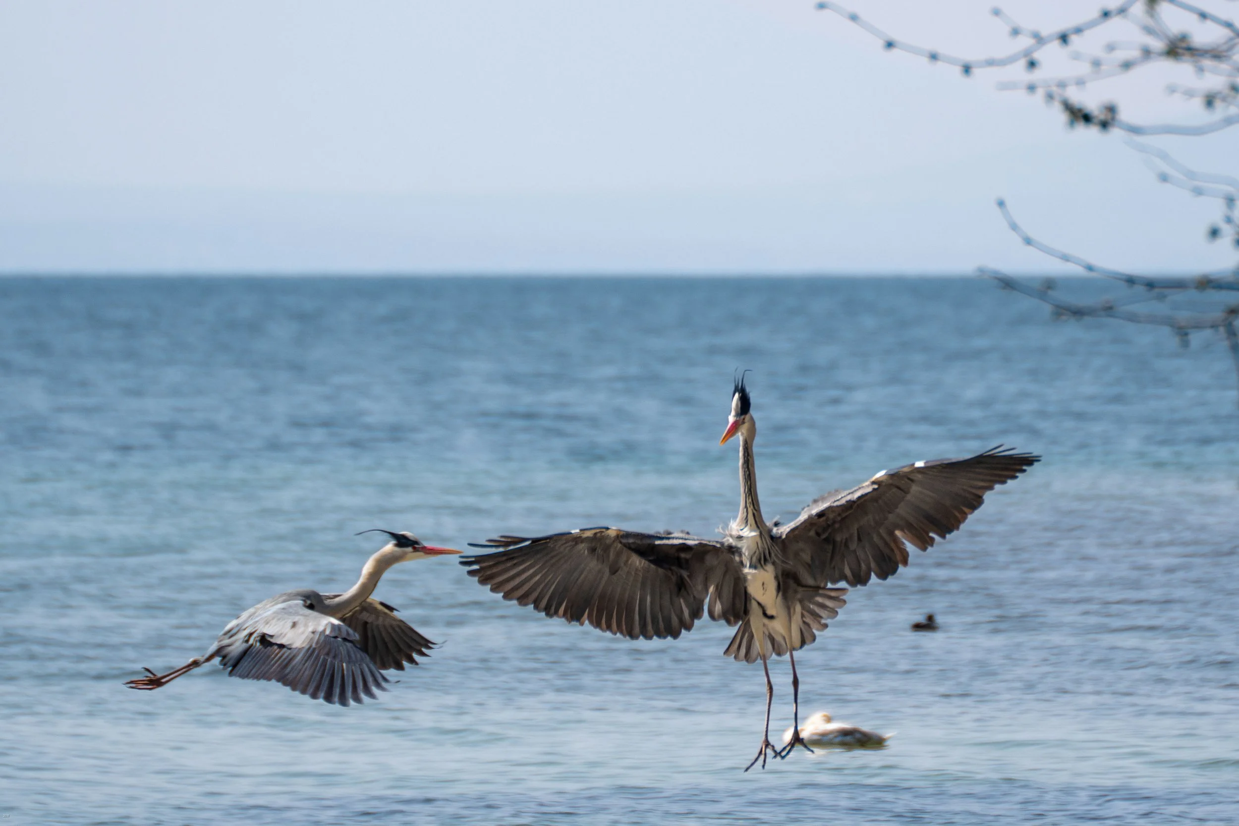 Le héron cendré, aussi a besoin de définir son territoire